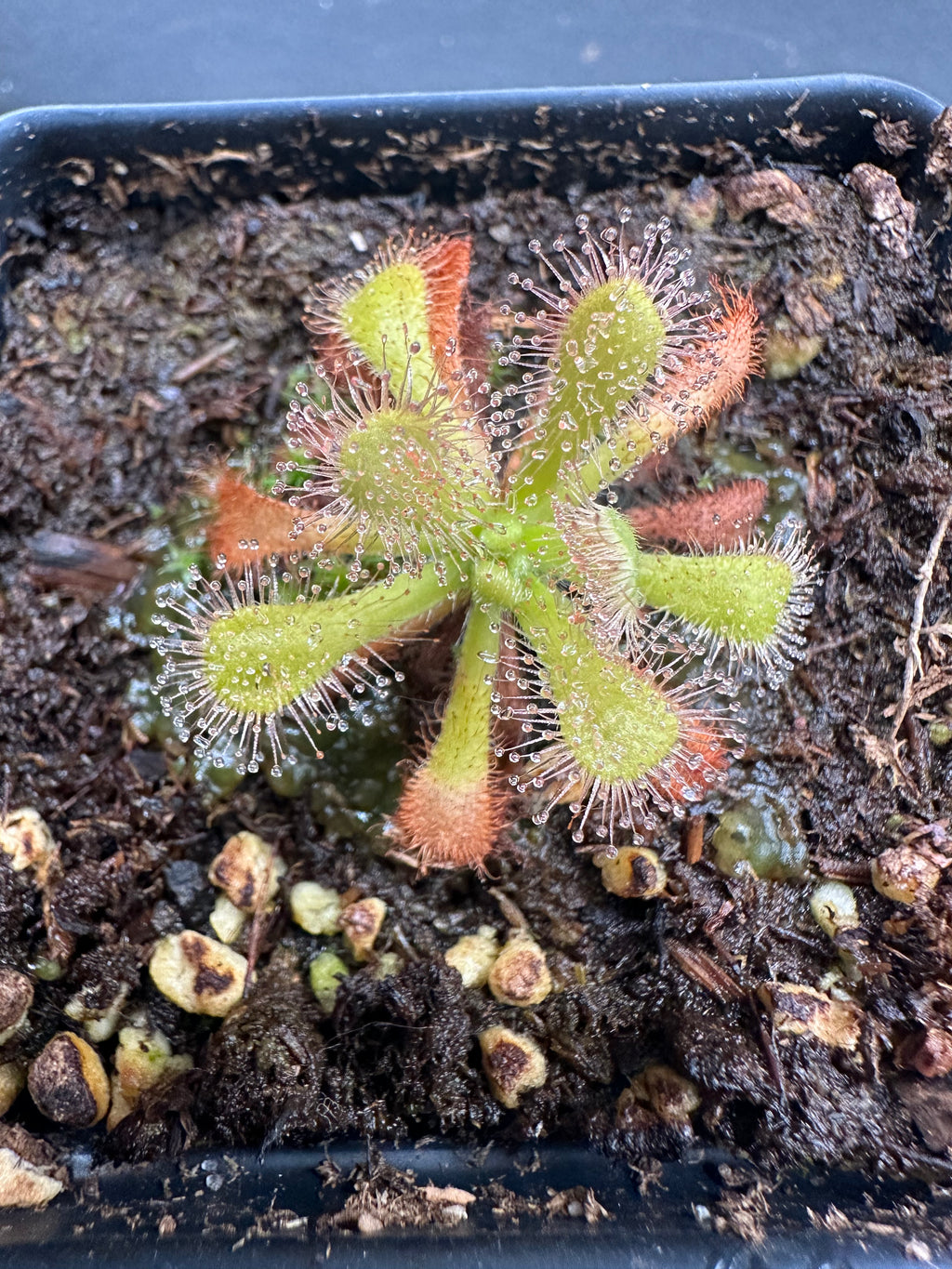 Drosera venusta "anthocyanin-free"