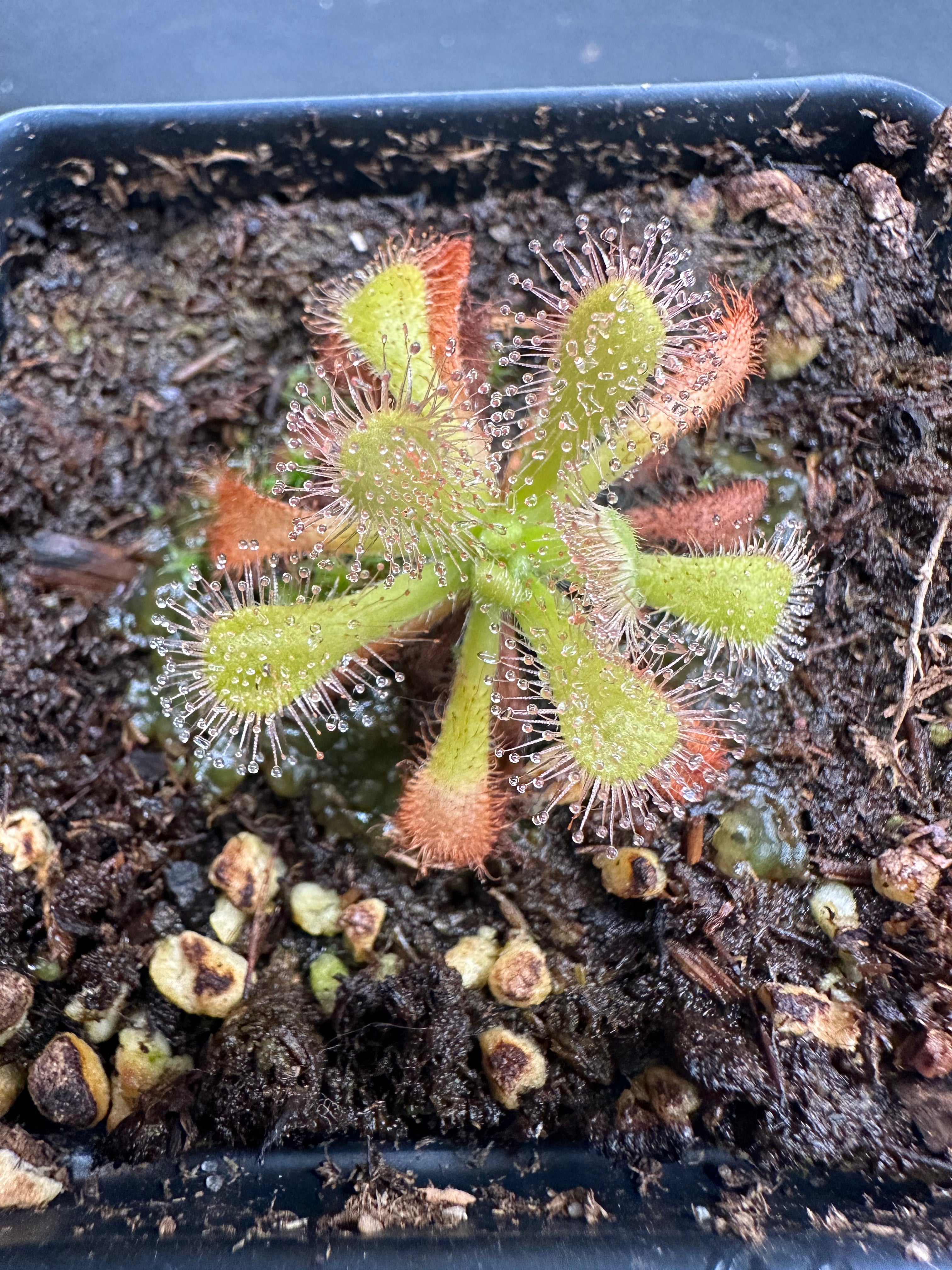 Drosera venusta "anthocyanin-free"
