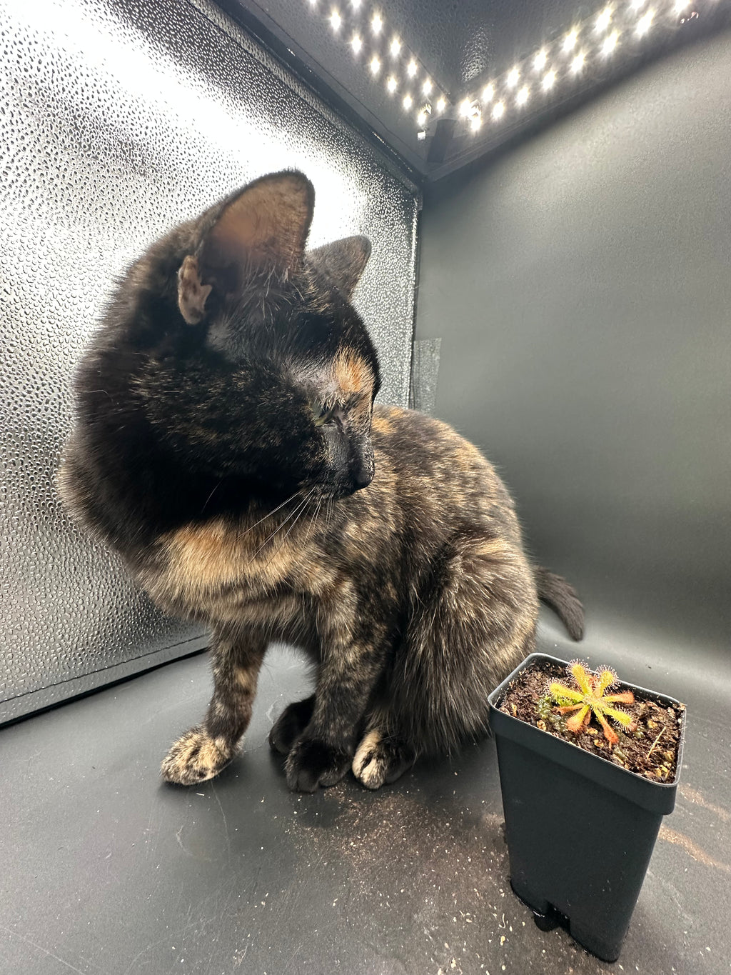 Drosera venusta "anthocyanin-free"