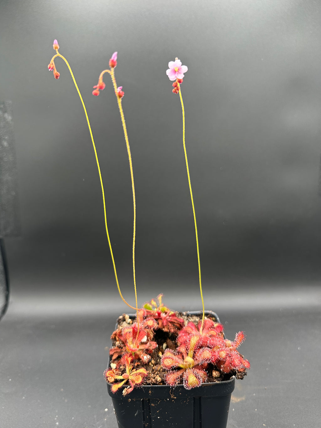 Drosera venusta (George near Oudtshoorn, ZAF)