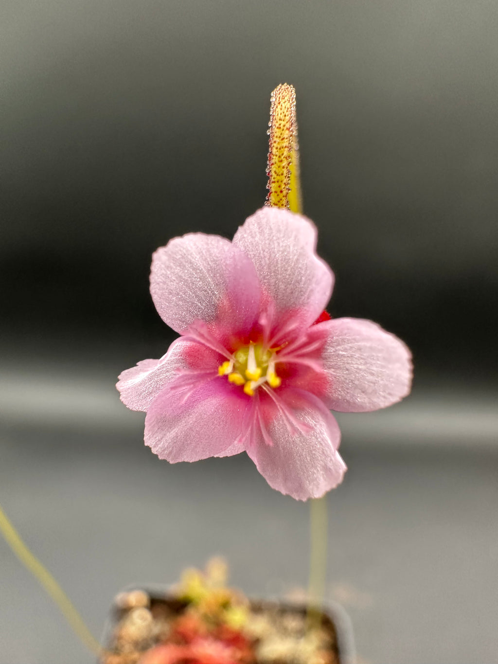 Drosera venusta (George near Oudtshoorn, ZAF)
