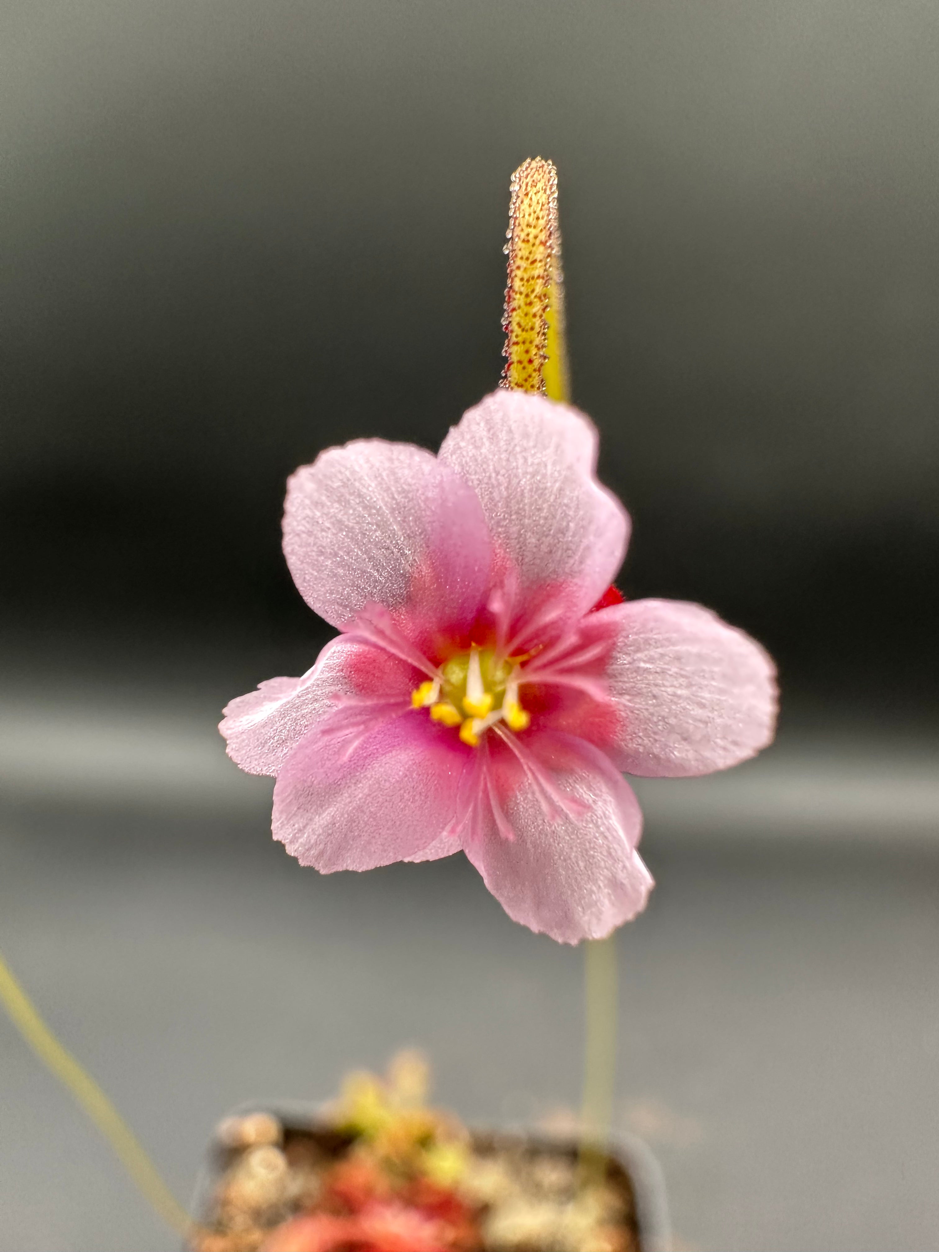 Drosera venusta (George near Oudtshoorn, ZAF)