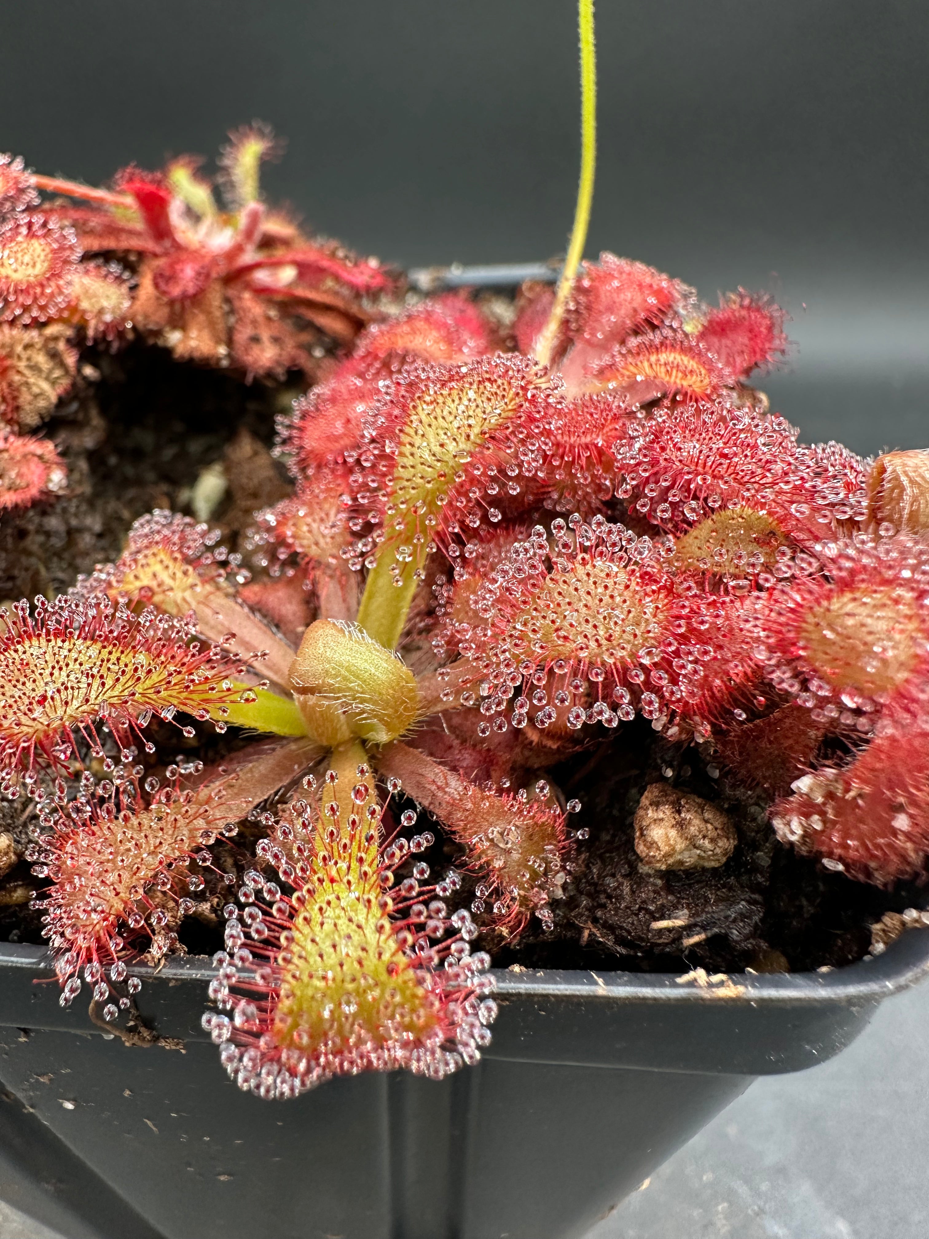 Drosera venusta (George near Oudtshoorn, ZAF)