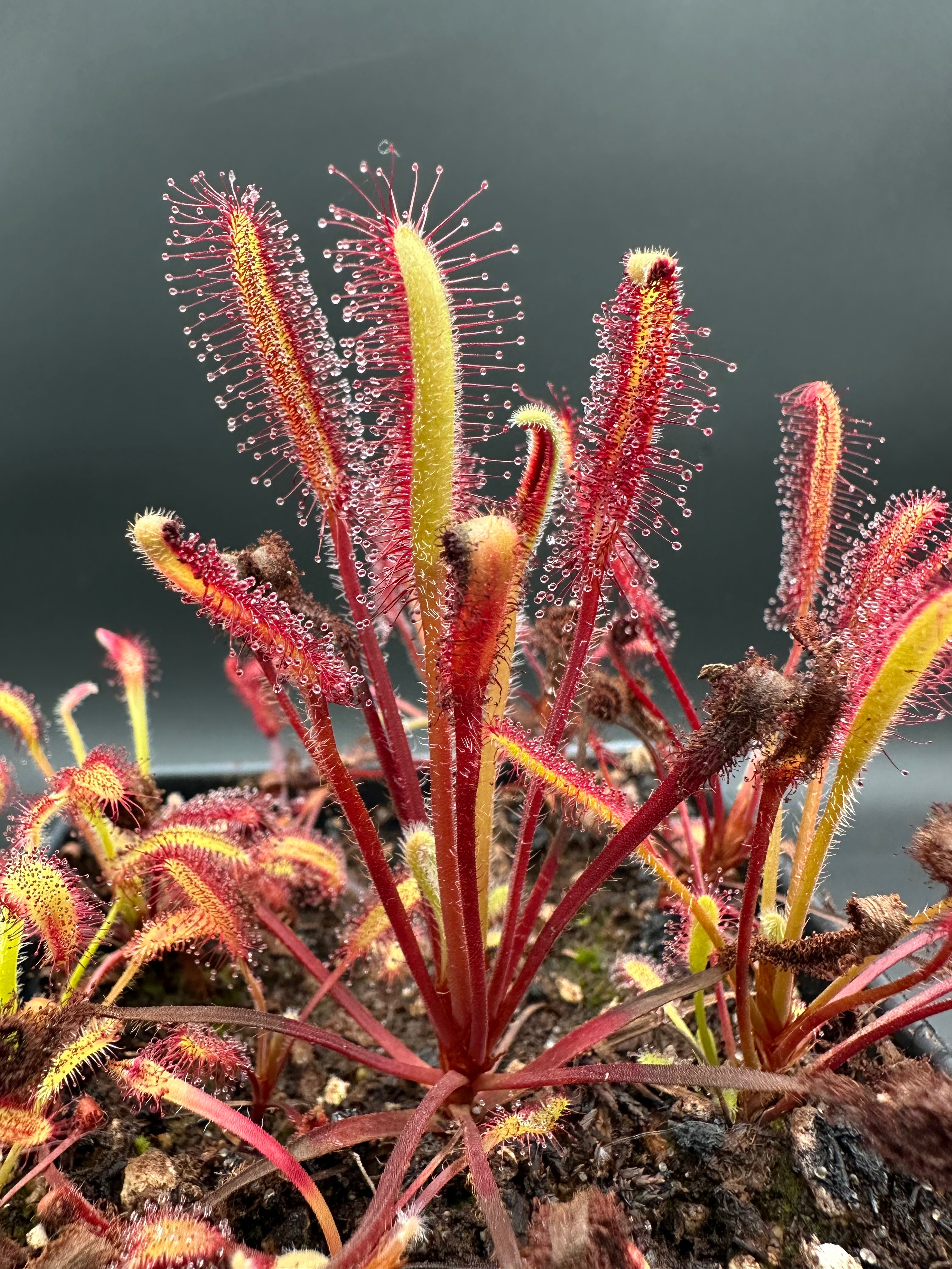 Drosera capensis "narrow leaf giant" (NE of Betty's Bay)