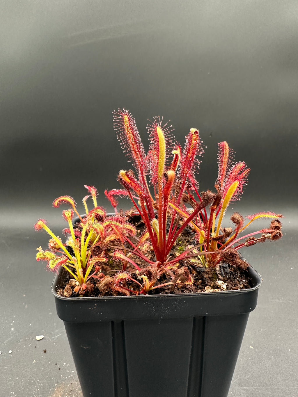 Drosera capensis "narrow leaf giant" (NE of Betty's Bay)
