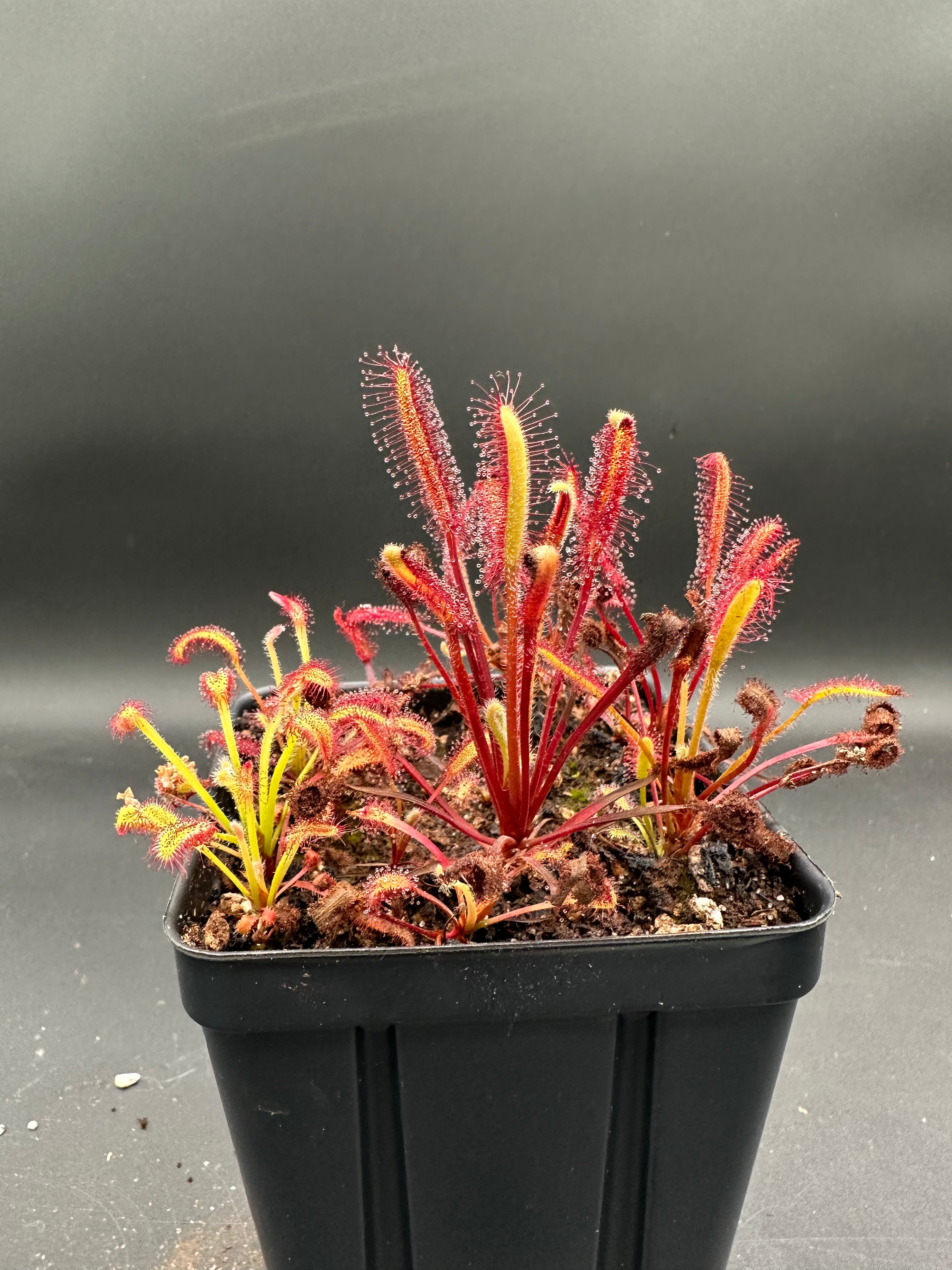 Drosera capensis "narrow leaf giant" (NE of Betty's Bay)