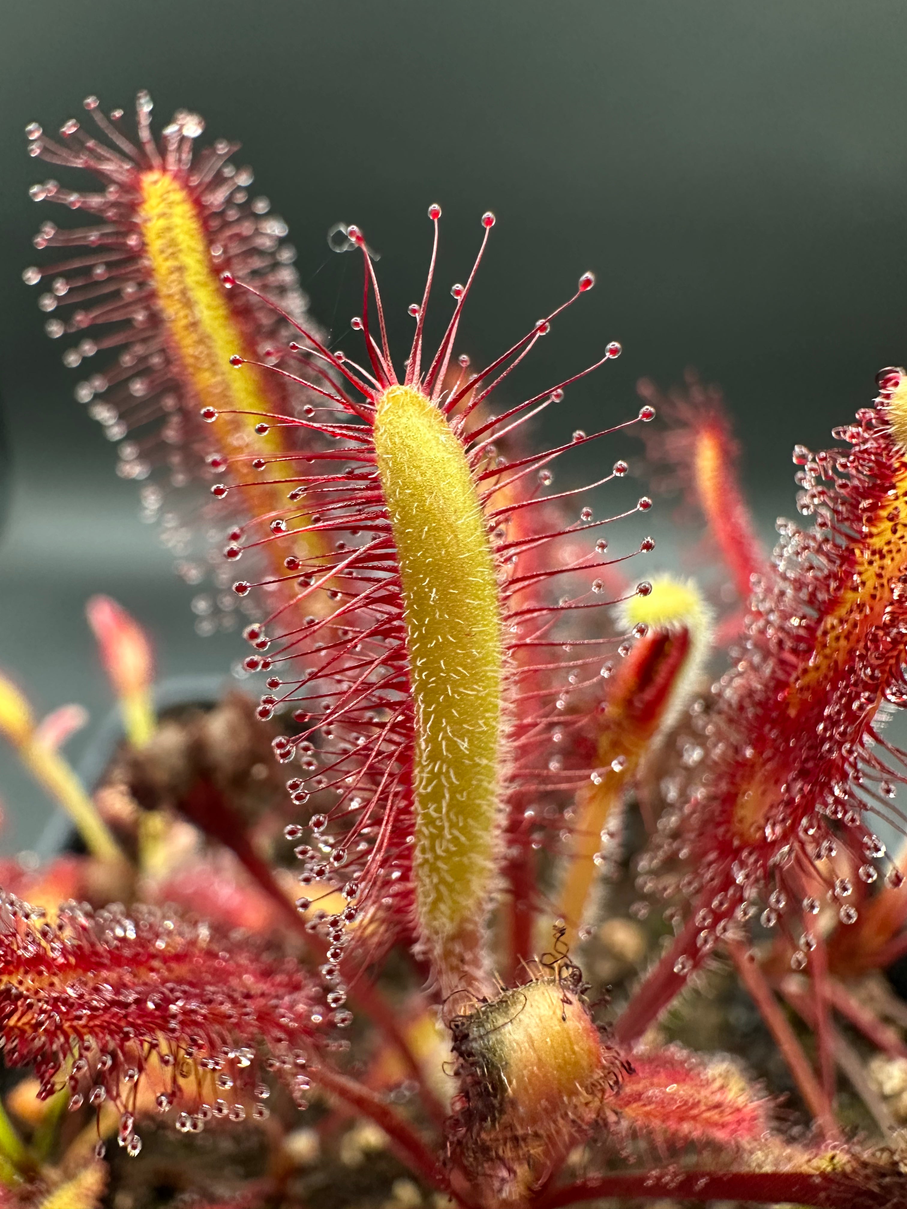 Drosera capensis "narrow leaf giant" (NE of Betty's Bay)