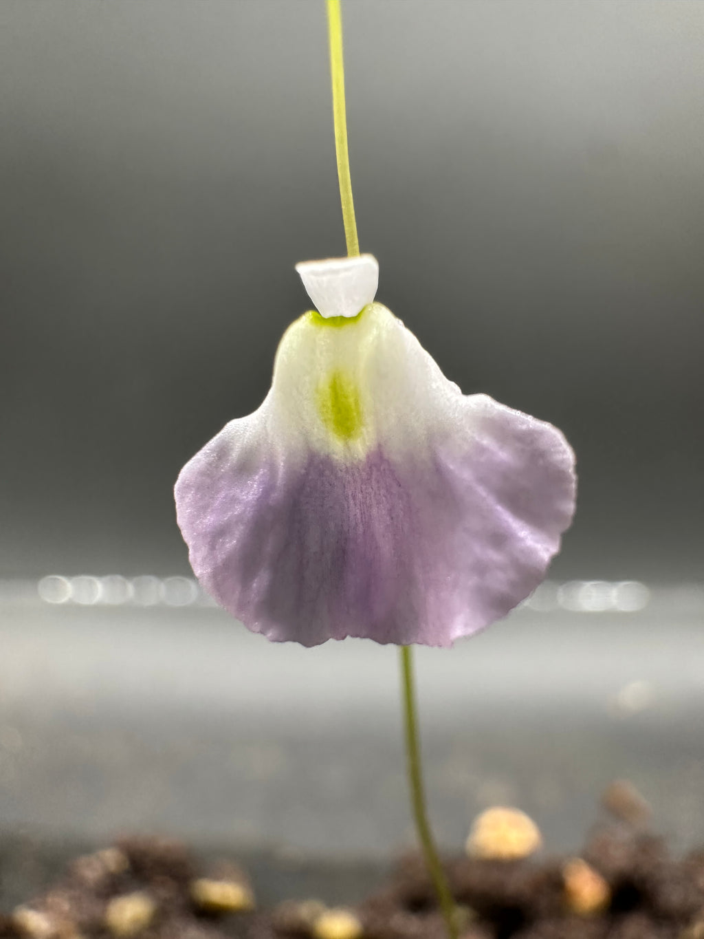 Utricularia livida "wide petals" (MEX)