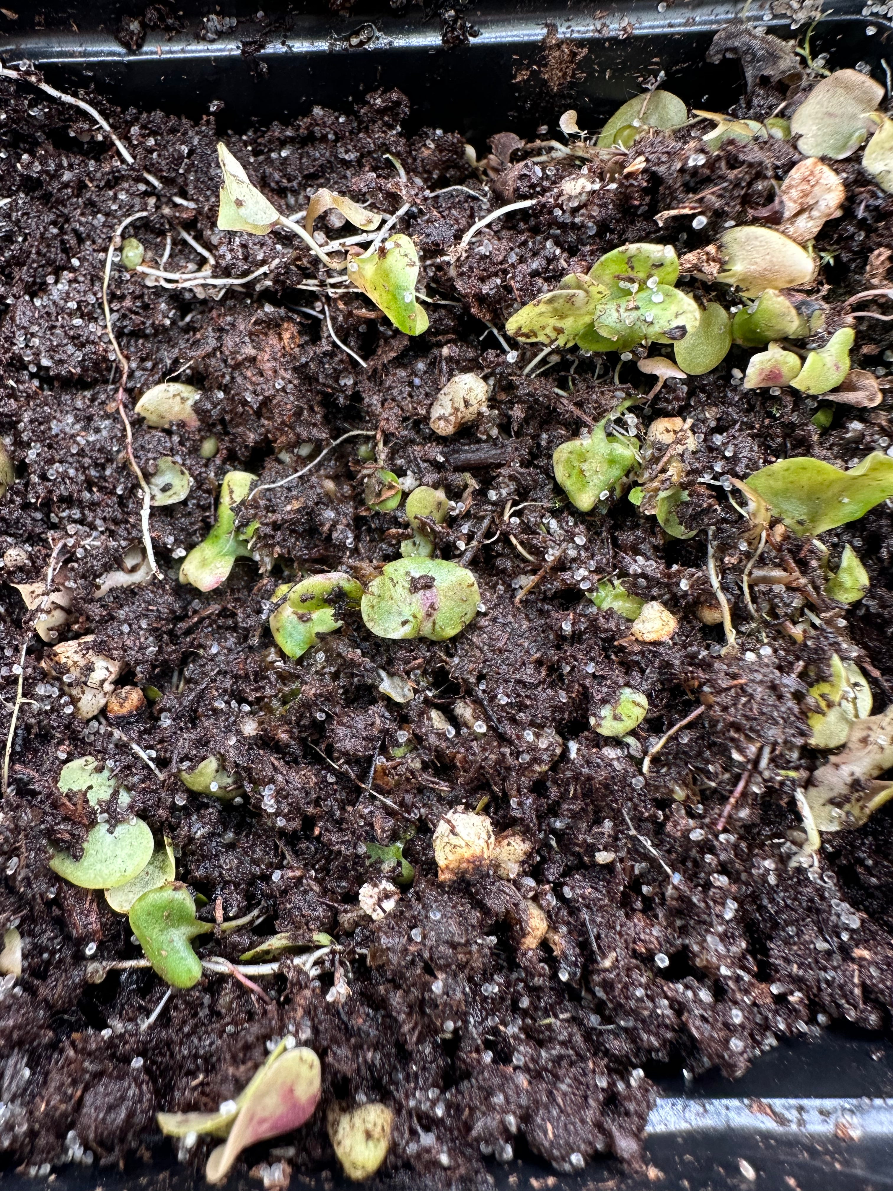 Utricularia tricolor