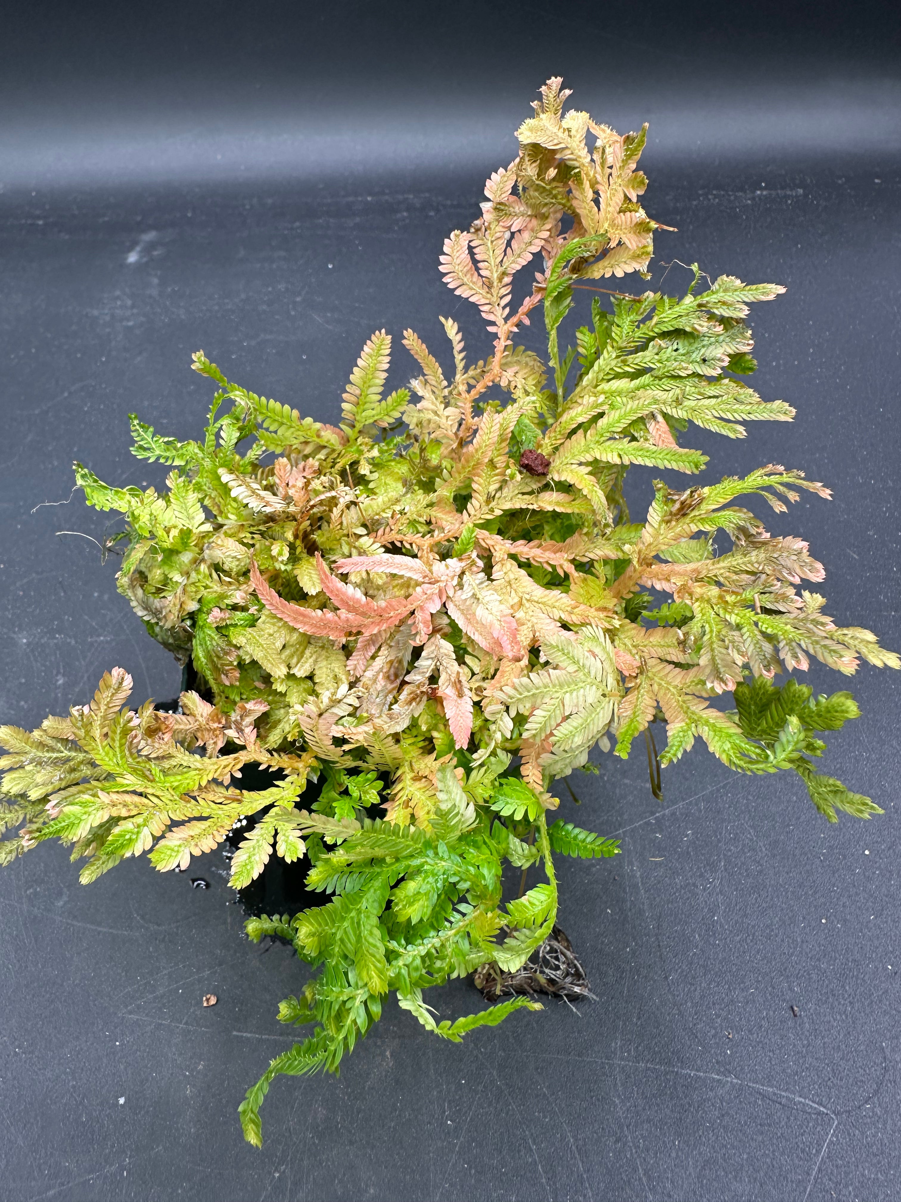 Selaginella wallichii