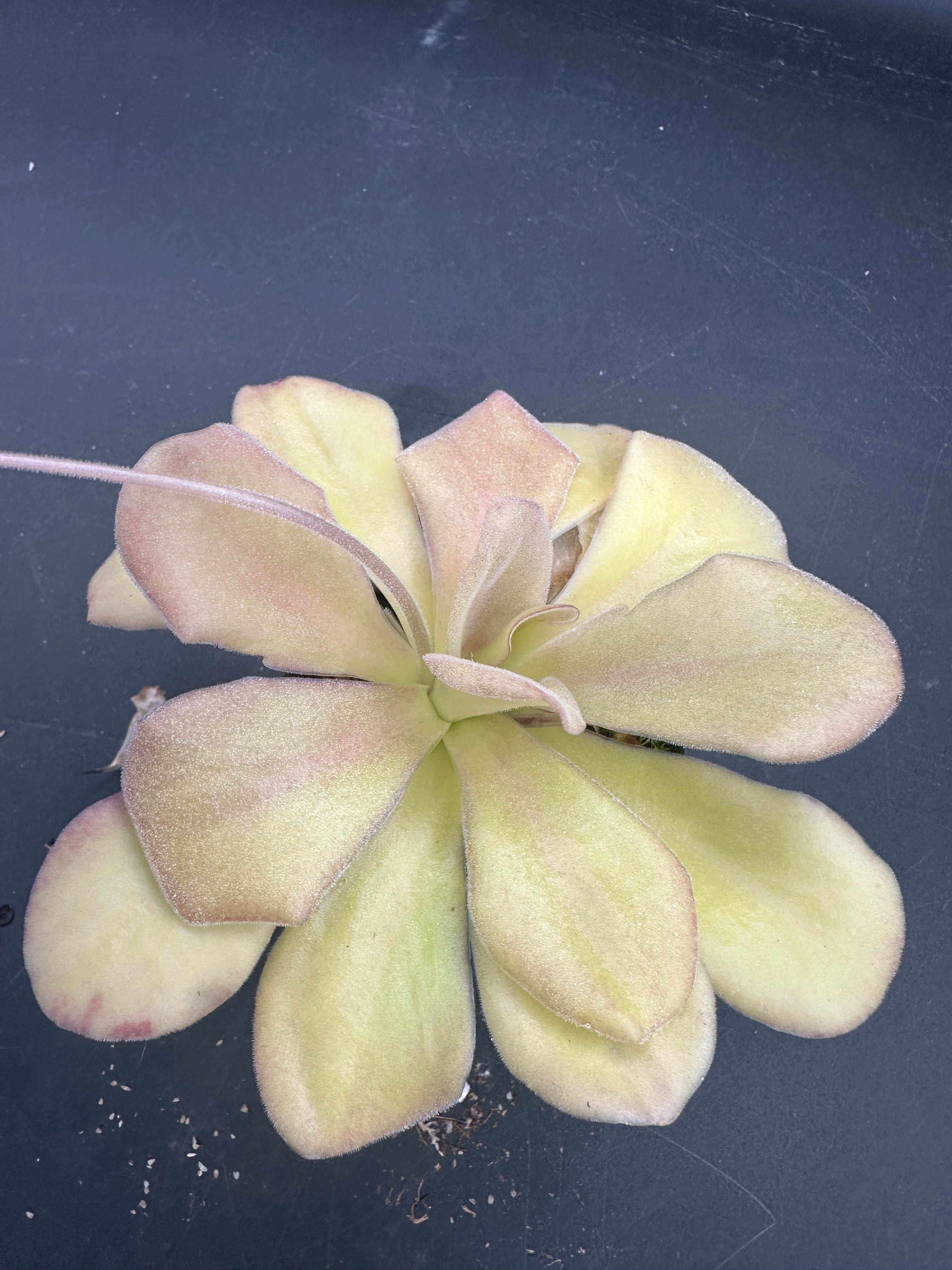 Pinguicula agnata "El Lobo"