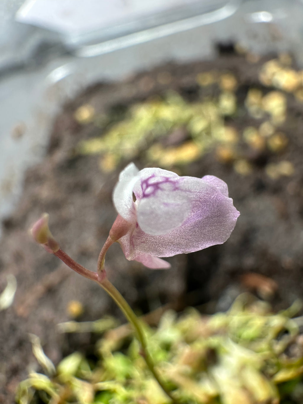 Utricularia heterosepala