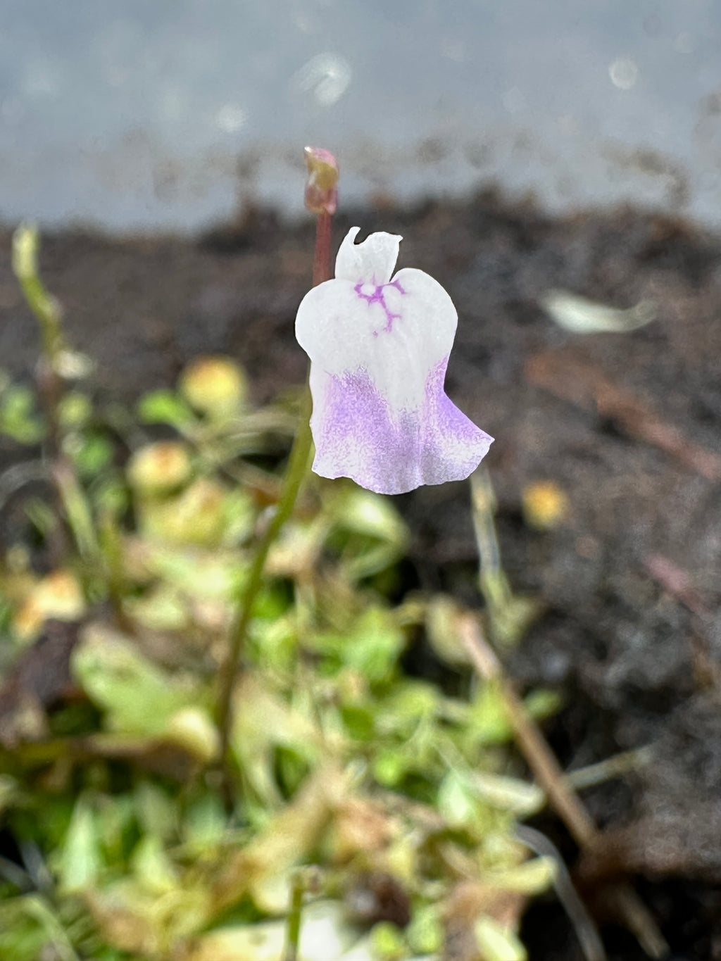 Utricularia heterosepala