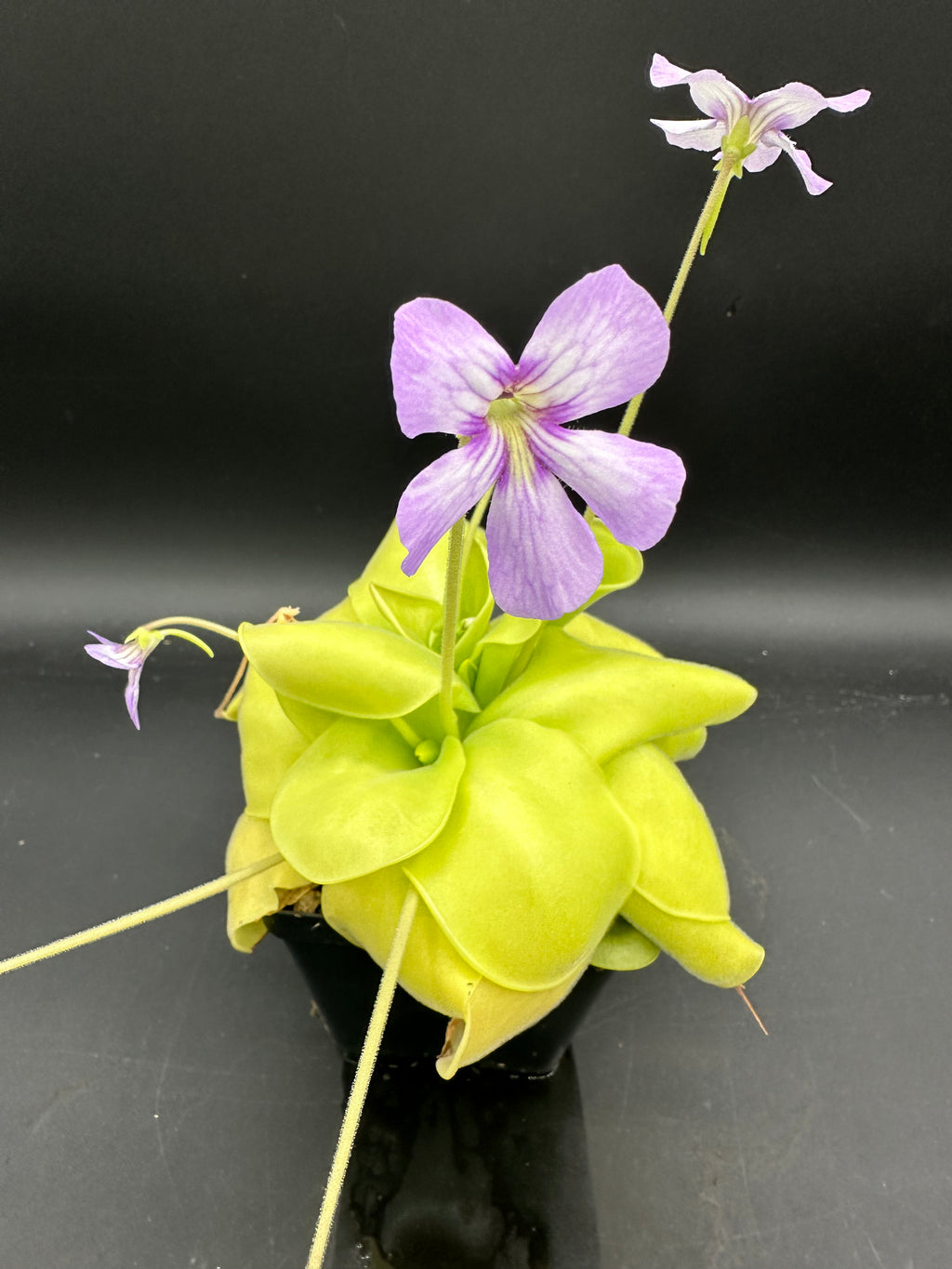 Pinguicula 'Gina'