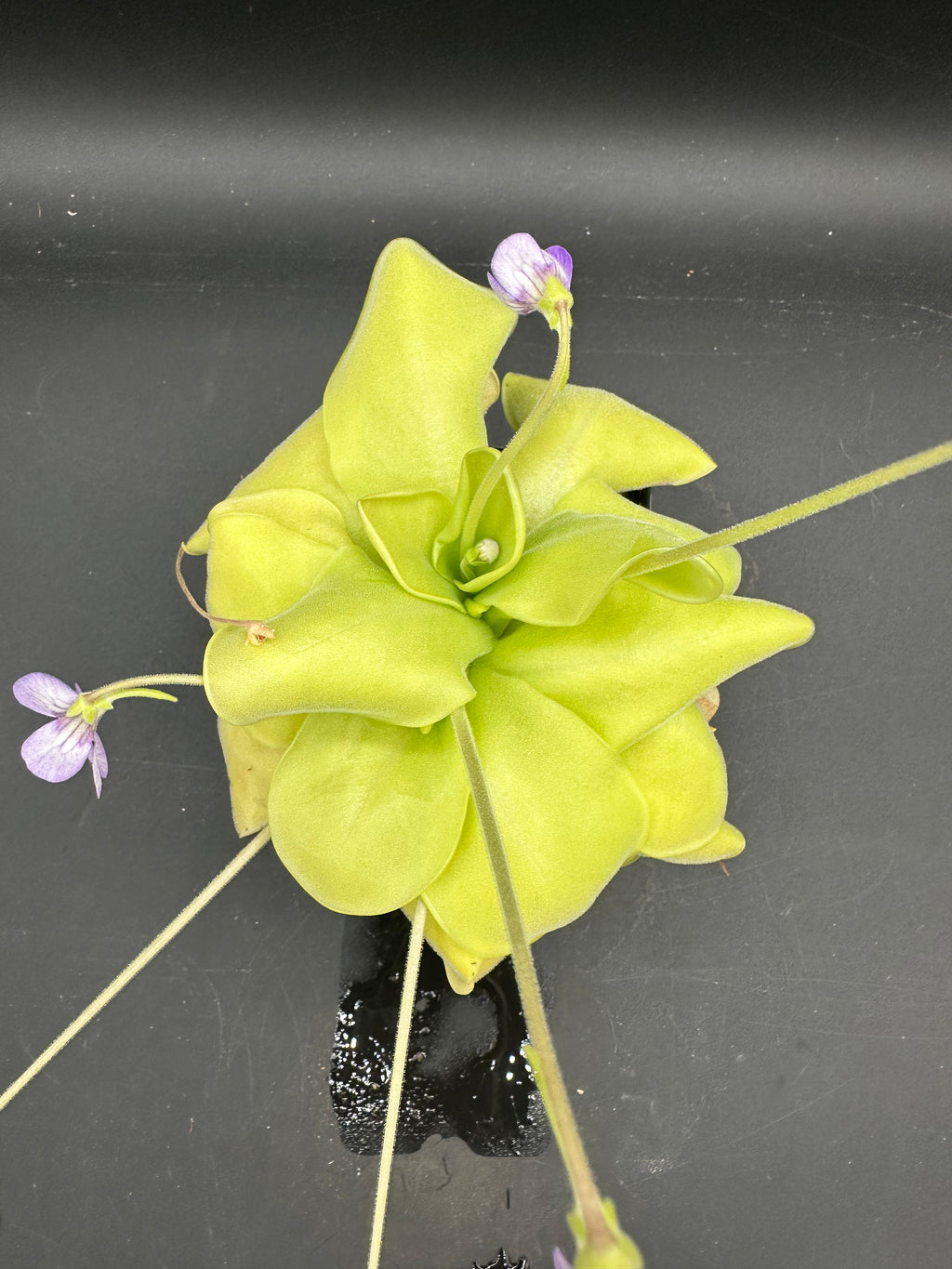 Pinguicula 'Gina'