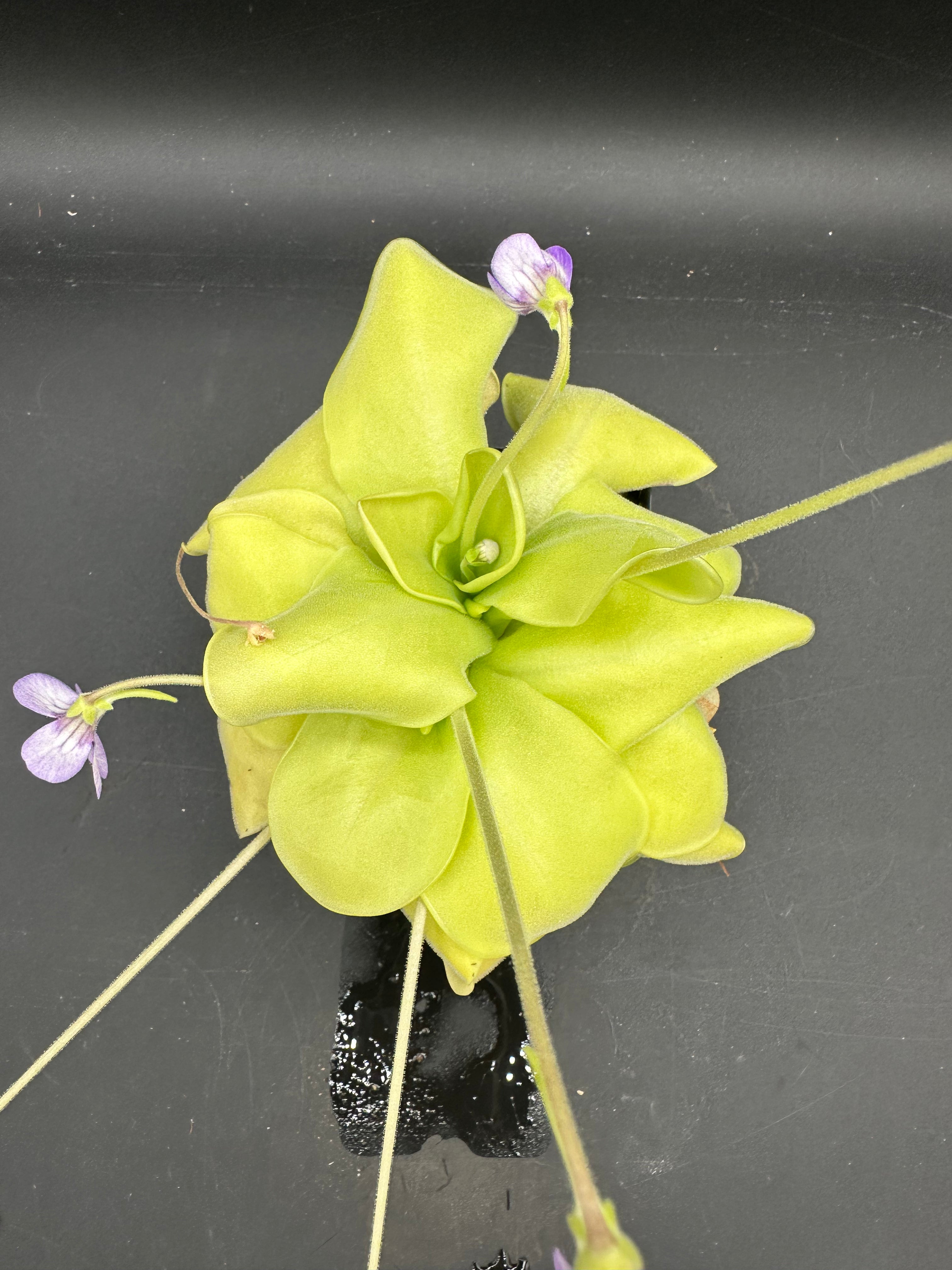 Pinguicula 'Gina'