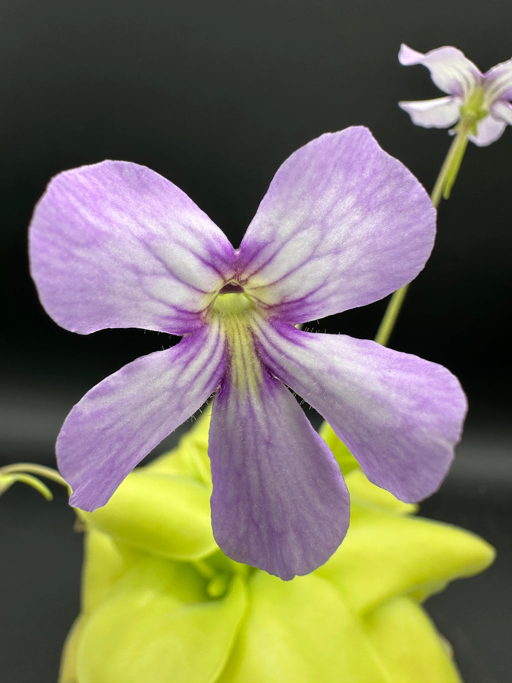 Pinguicula 'Gina'