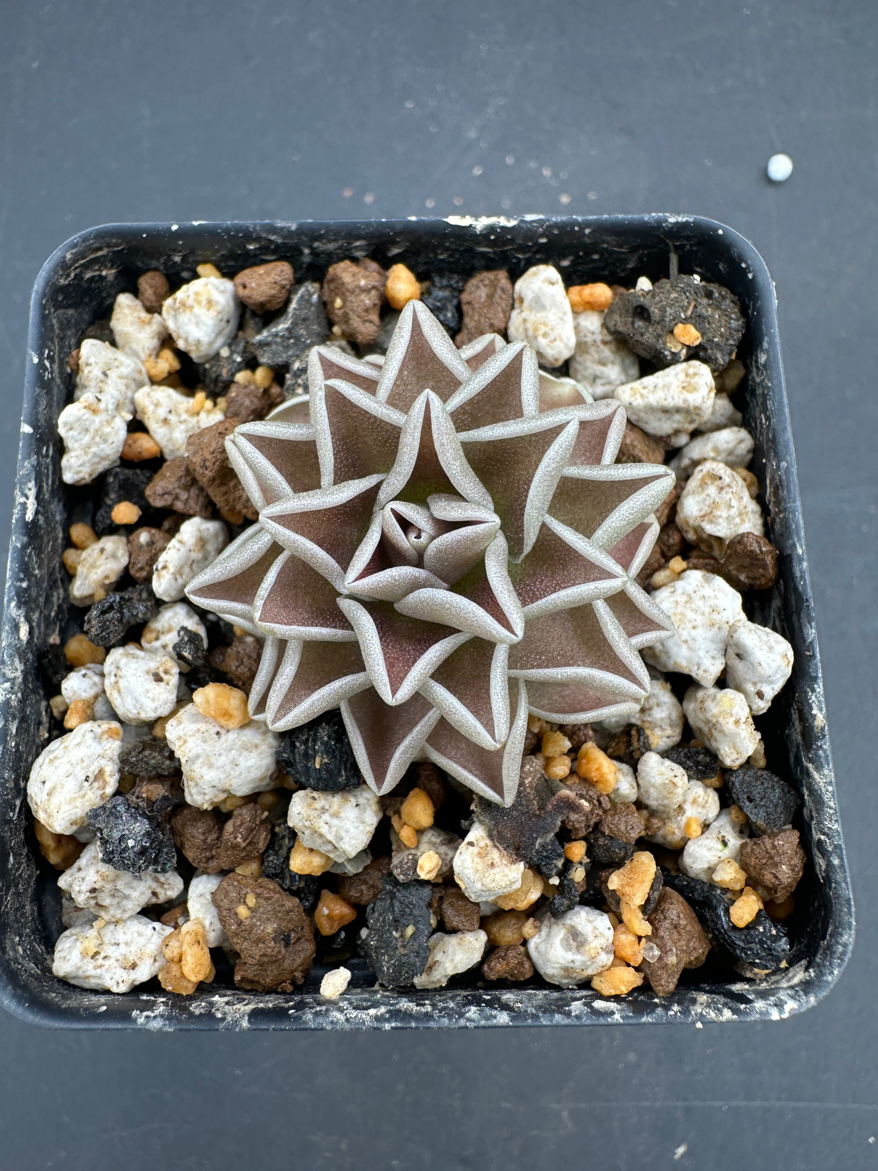 Pinguicula ehlersiae 'Victoria'