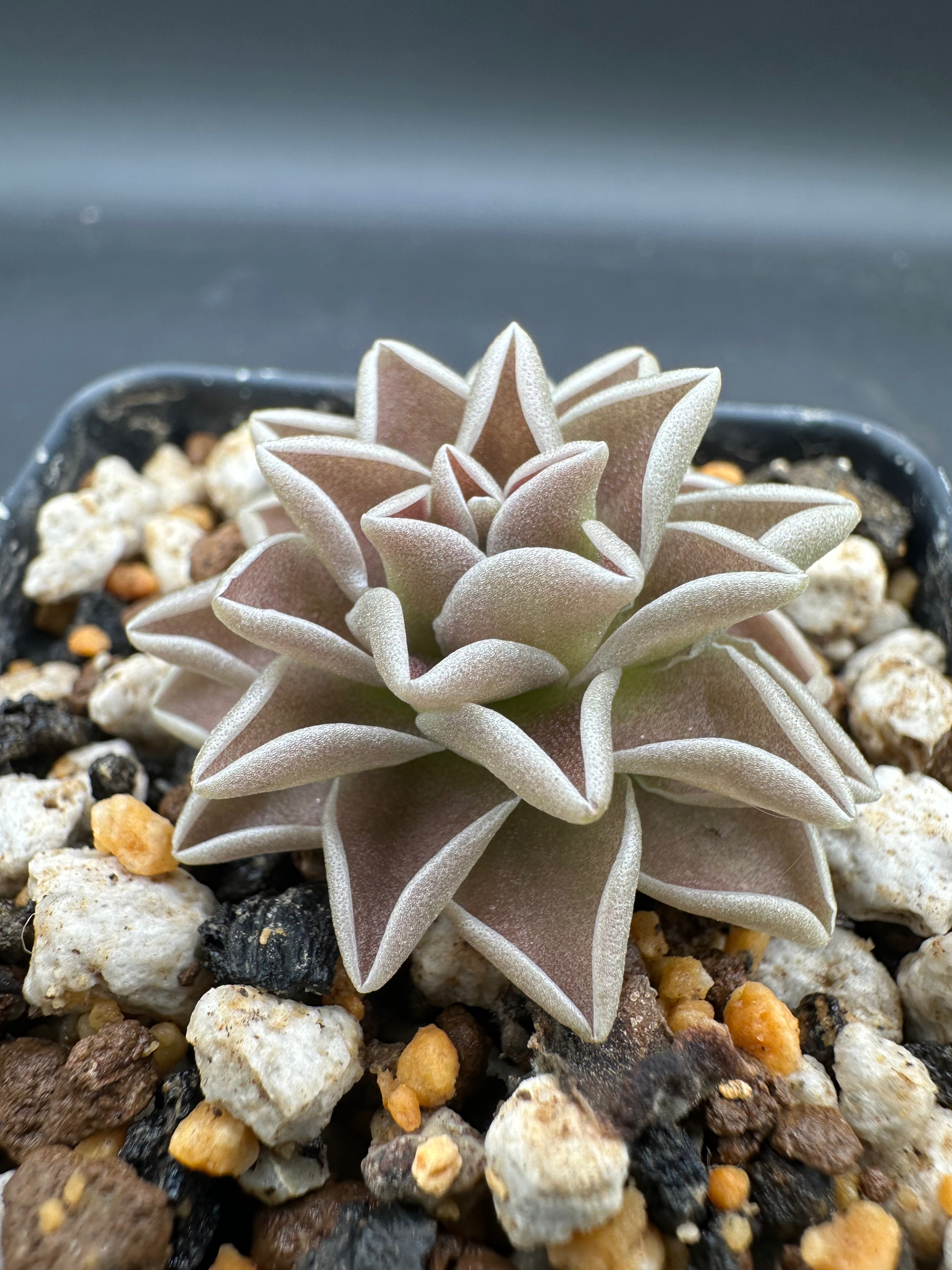 Pinguicula ehlersiae 'Victoria'