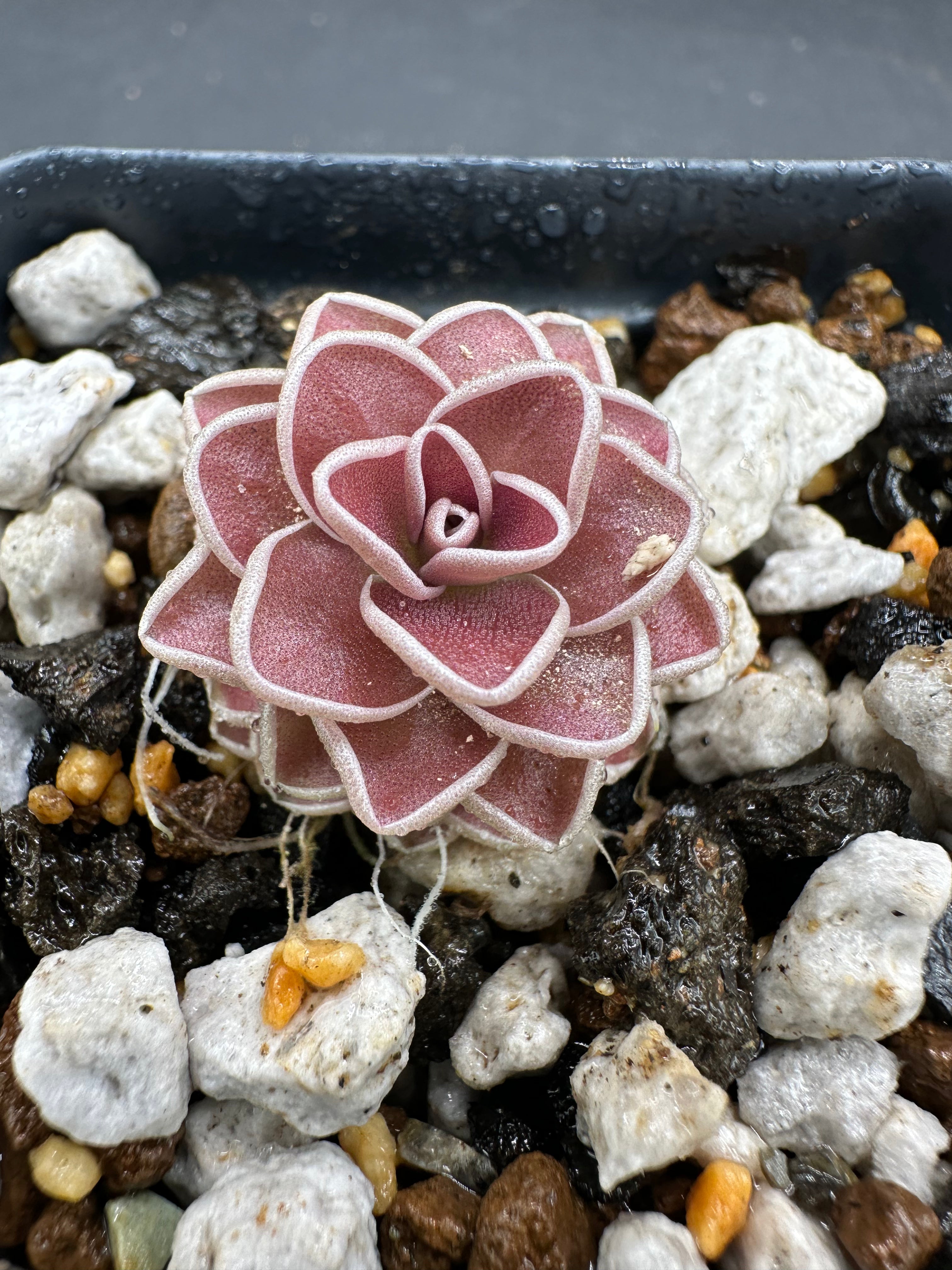 Pinguicula ehlersiae (Tolantongo, Hidalgo, MEX)