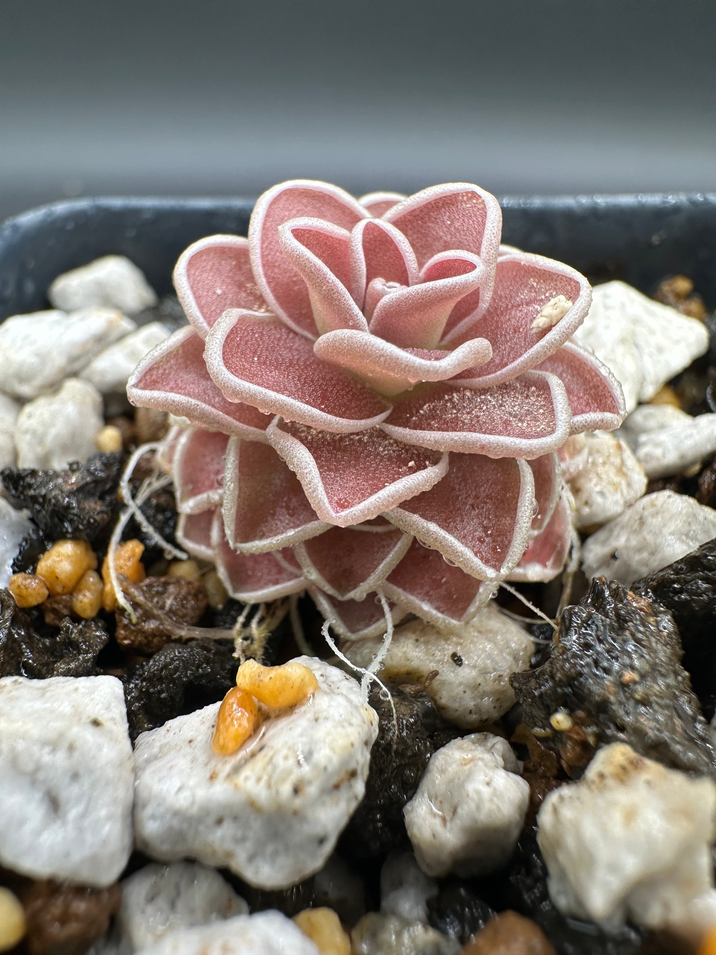 Pinguicula ehlersiae (Tolantongo, Hidalgo, MEX)