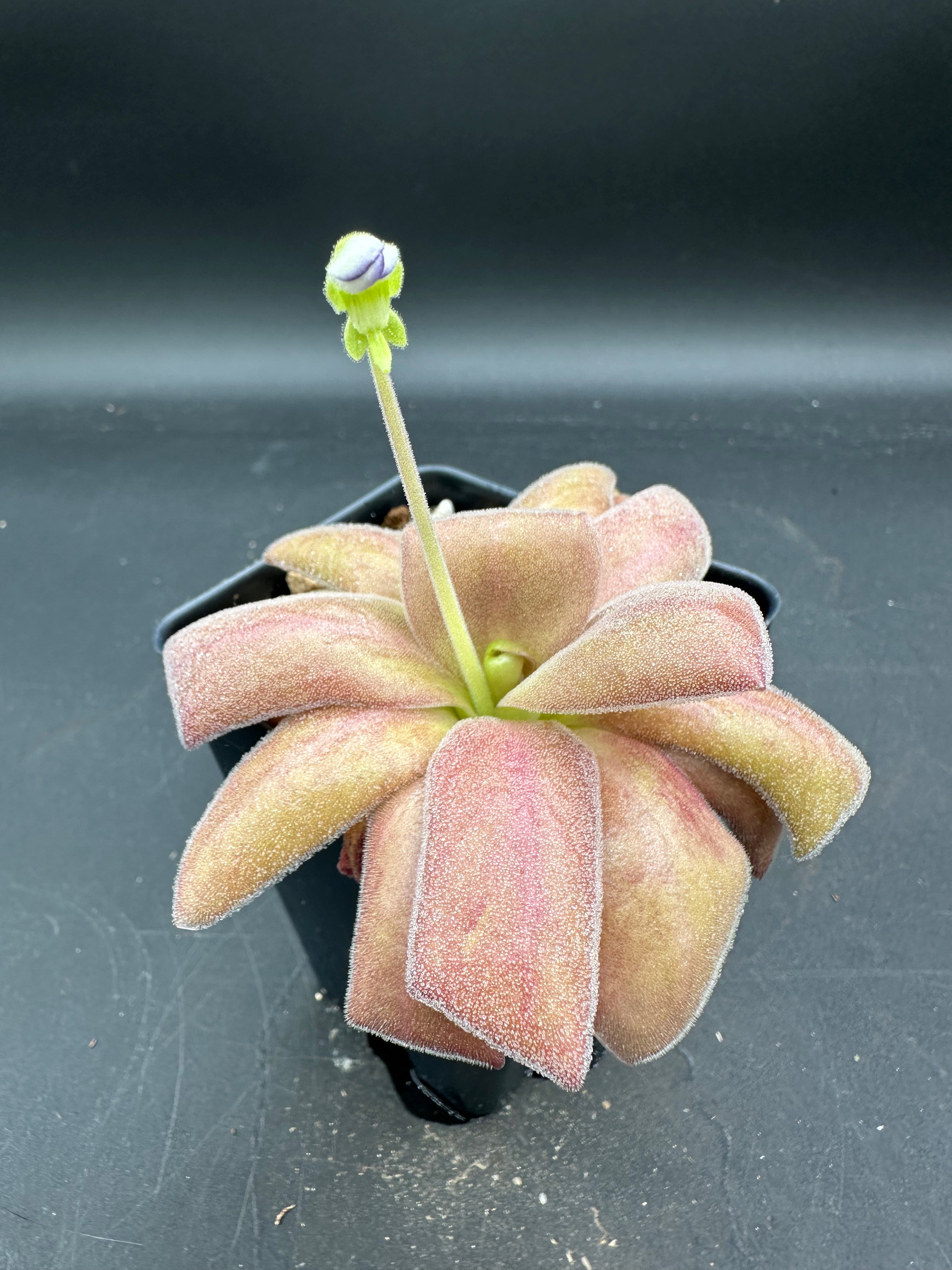 Pinguicula agnata "Red Leaf"