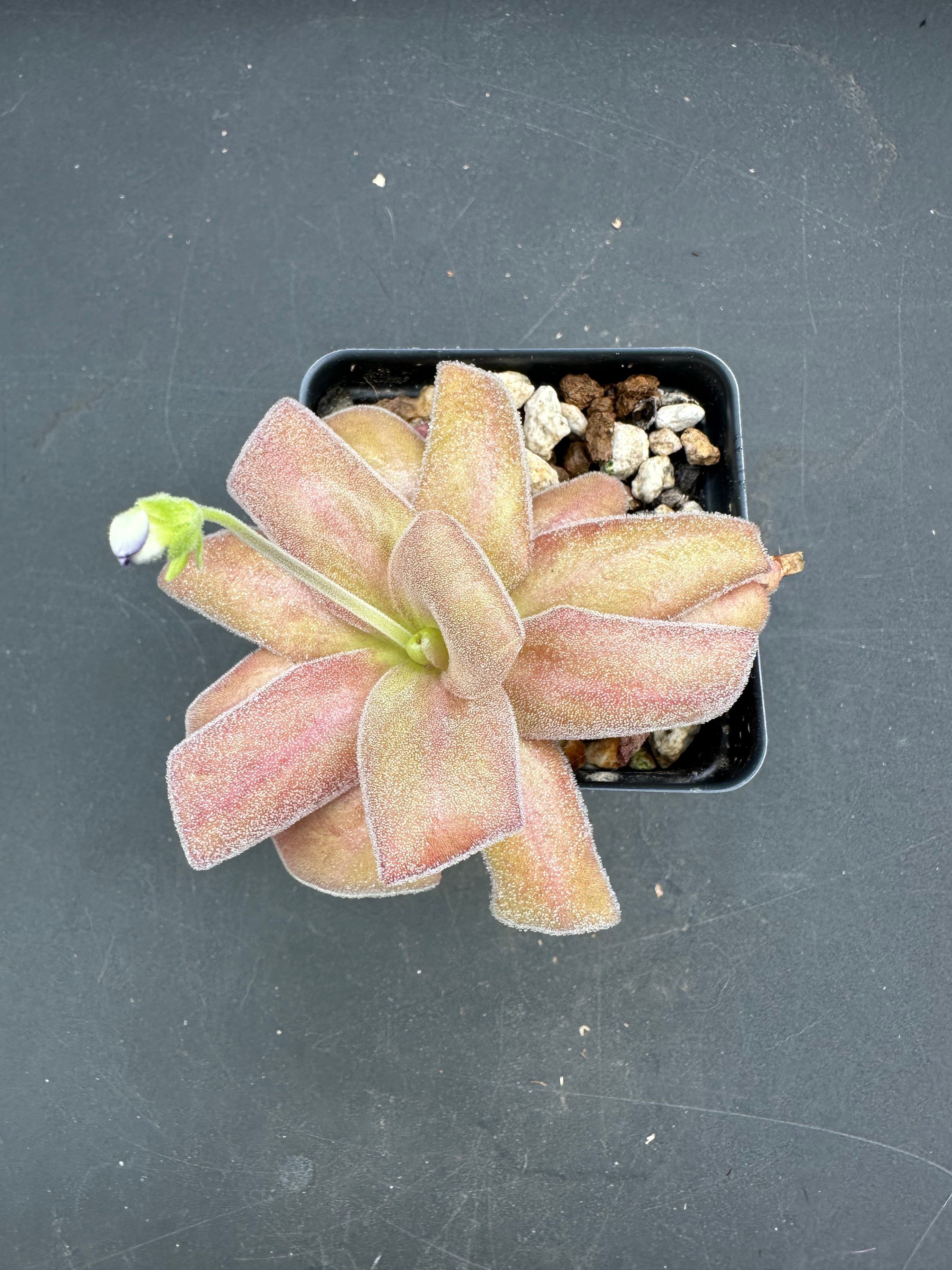 Pinguicula agnata "Red Leaf"