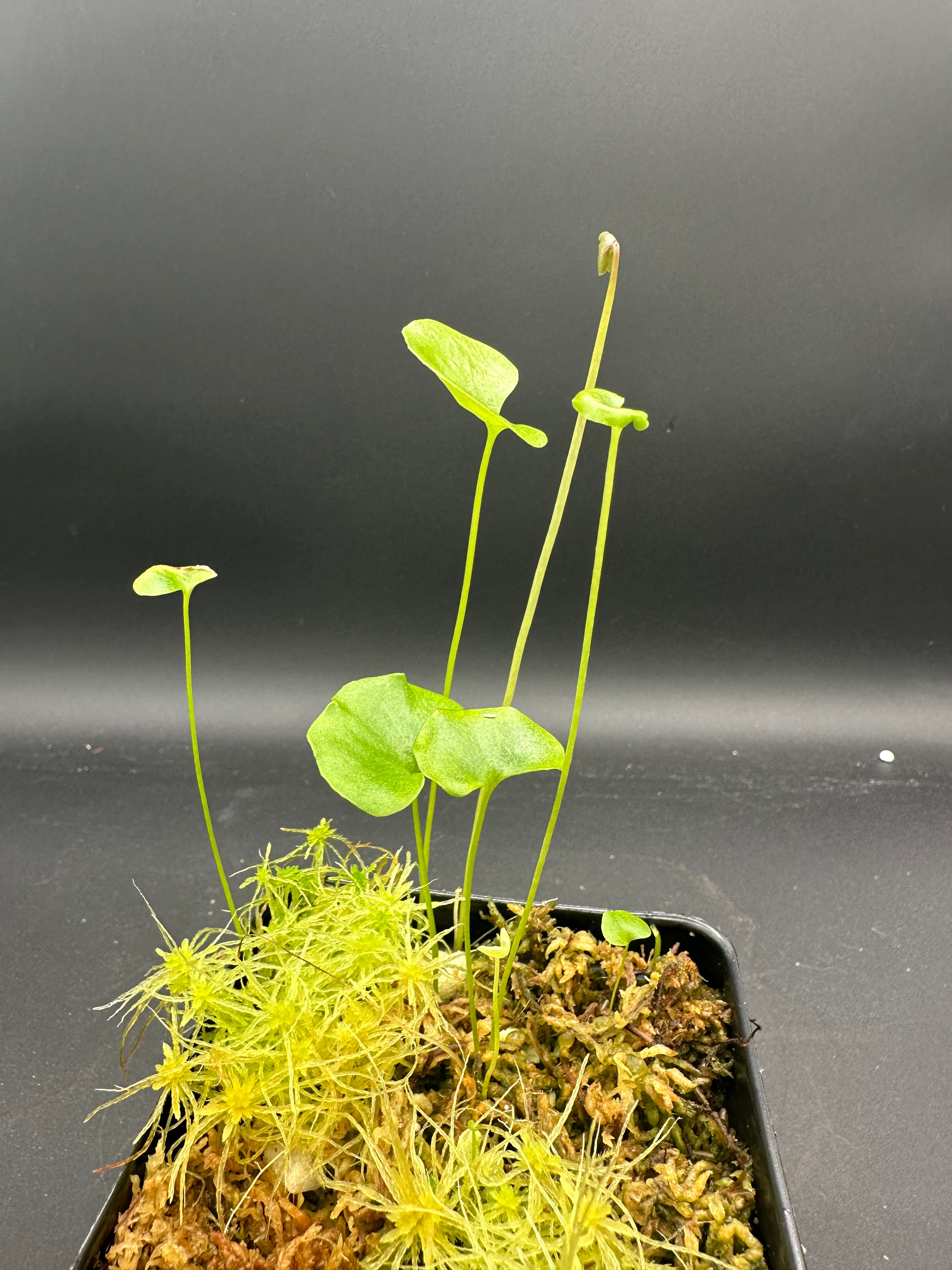 Utricularia cornigera