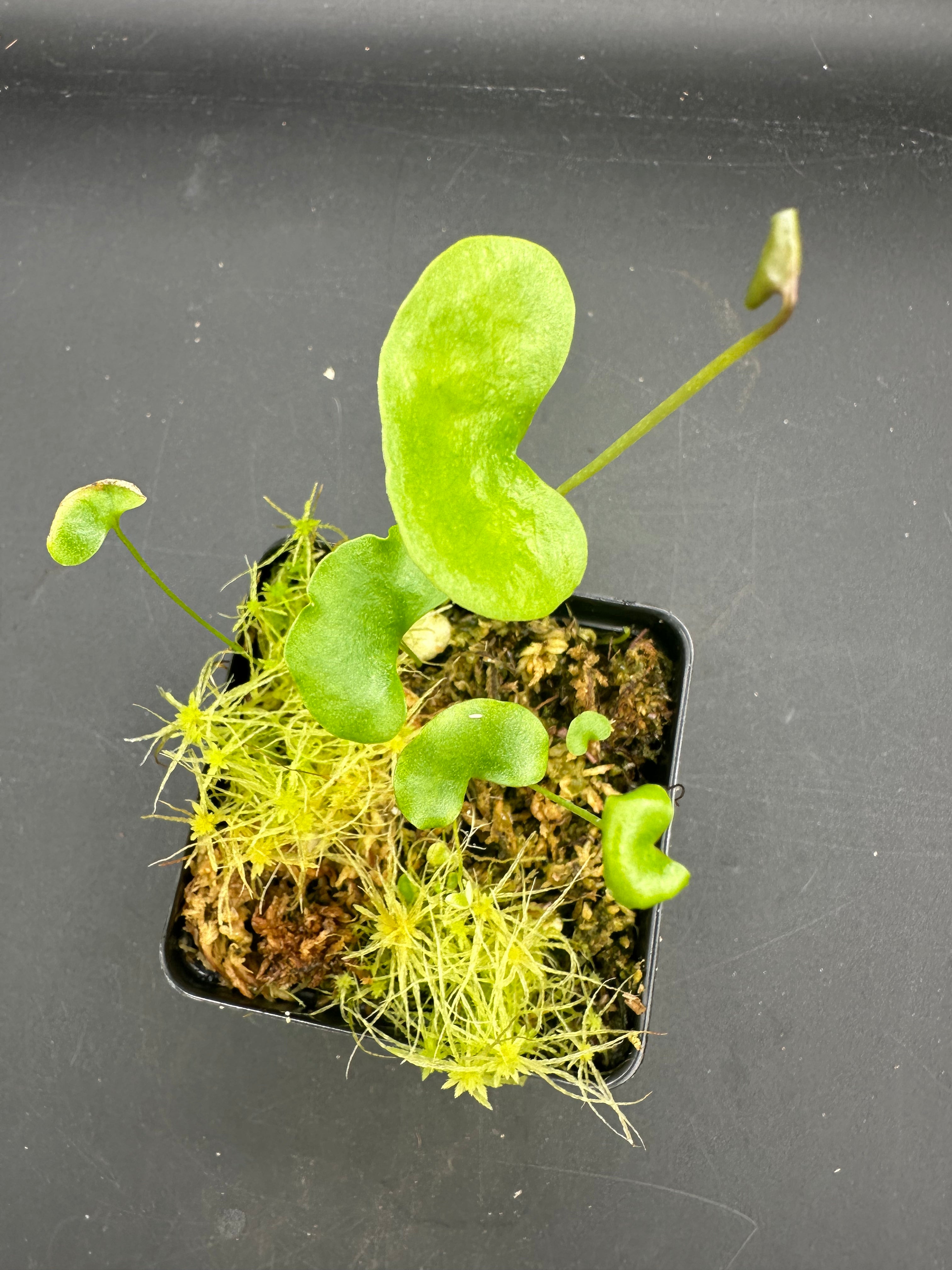 Utricularia cornigera