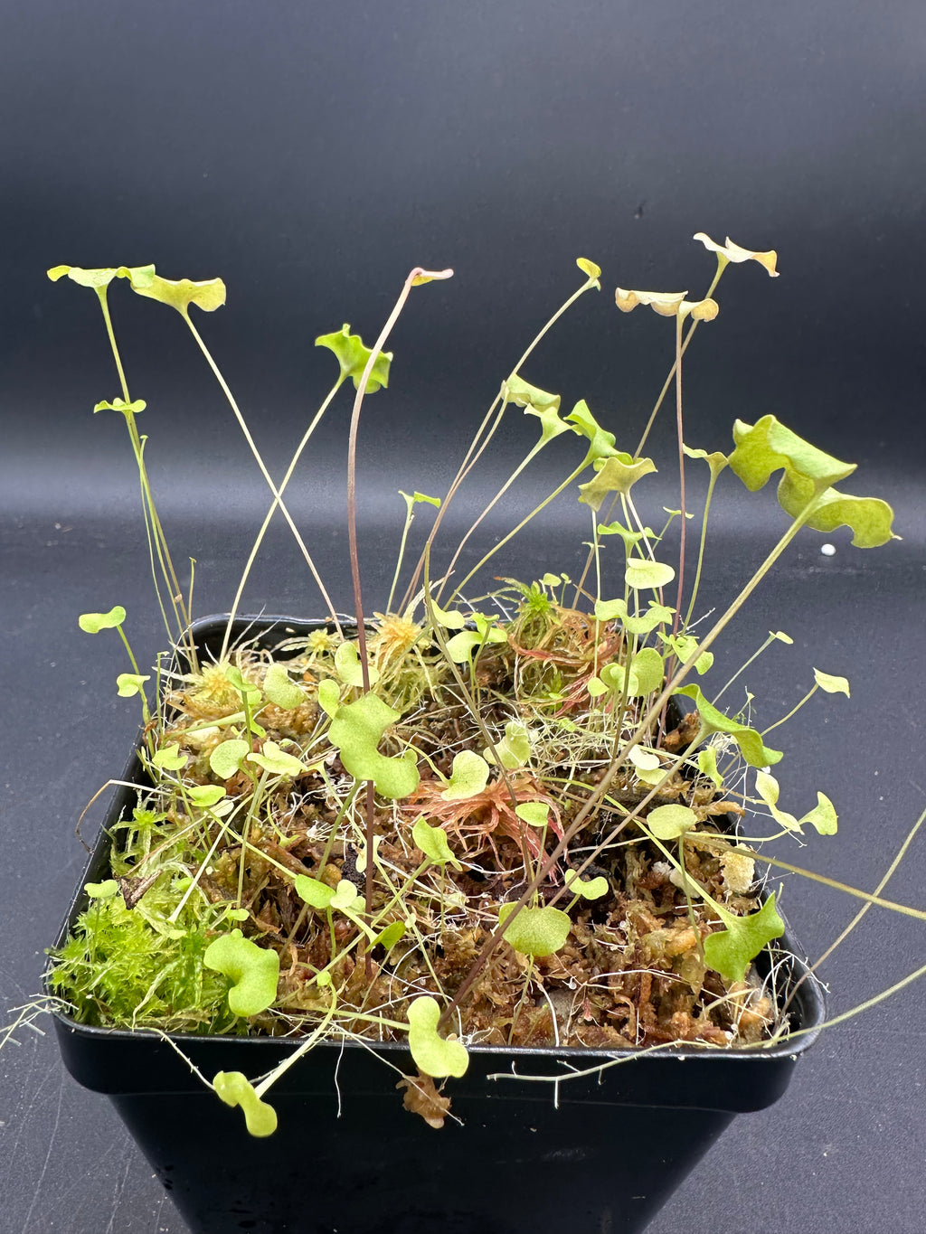 Utricularia reniformis "f. courte"