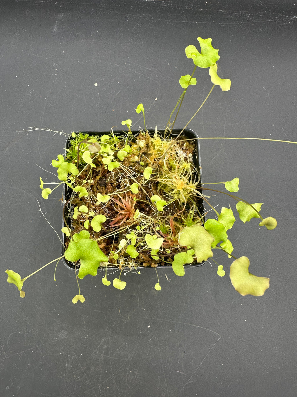 Utricularia reniformis "f. courte"