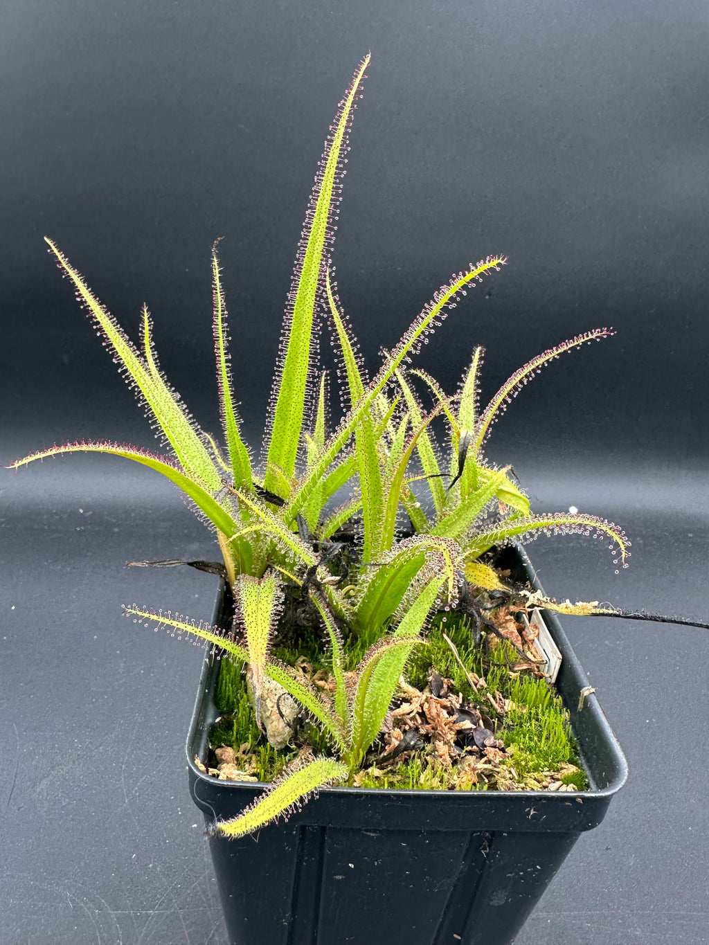 Drosera regia