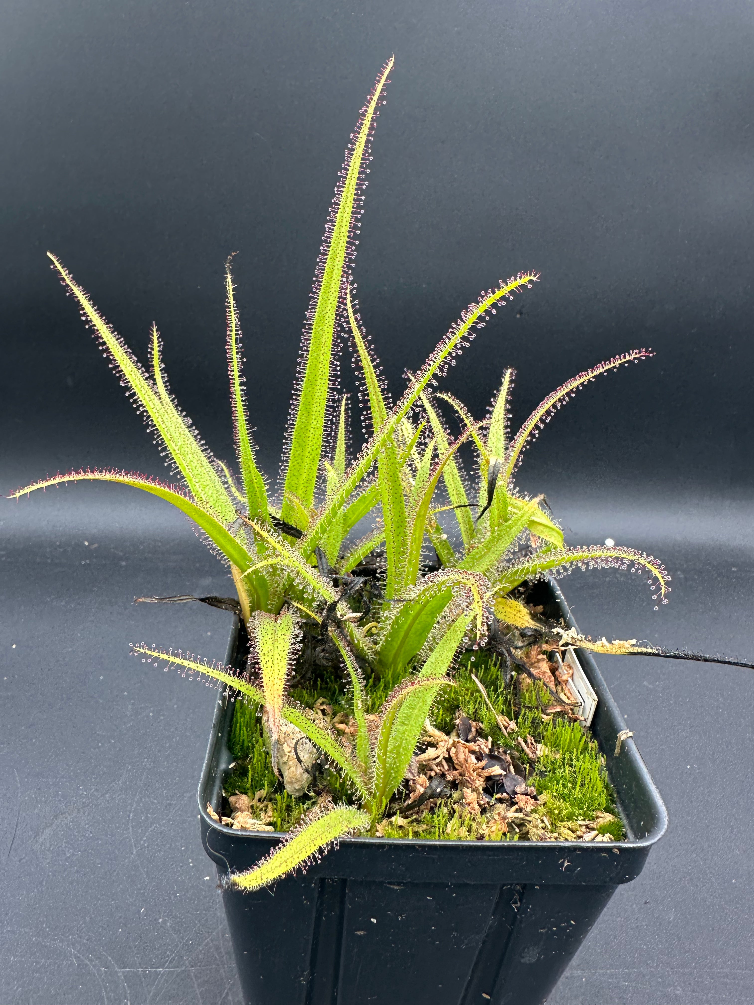 Drosera regia
