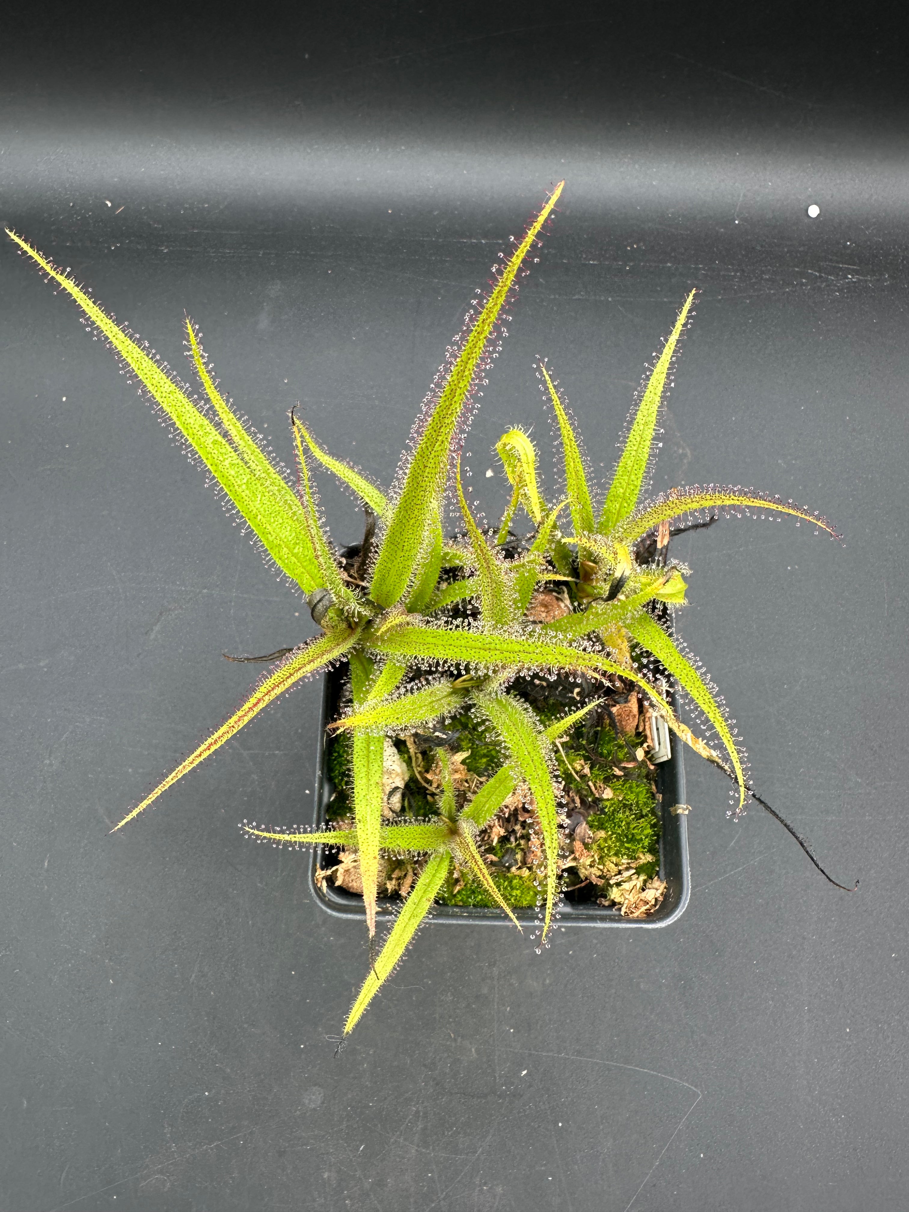 Drosera regia