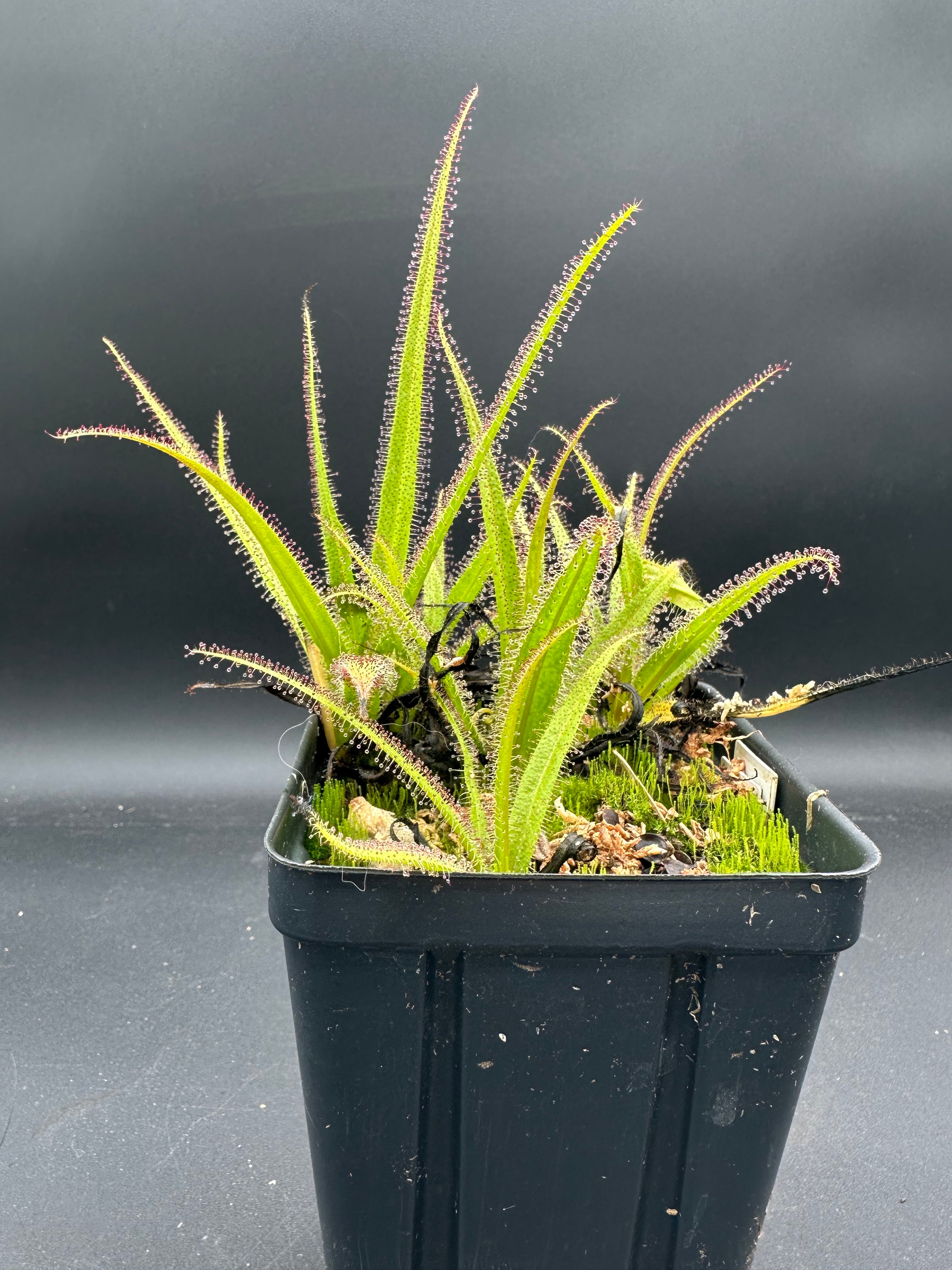 Drosera regia
