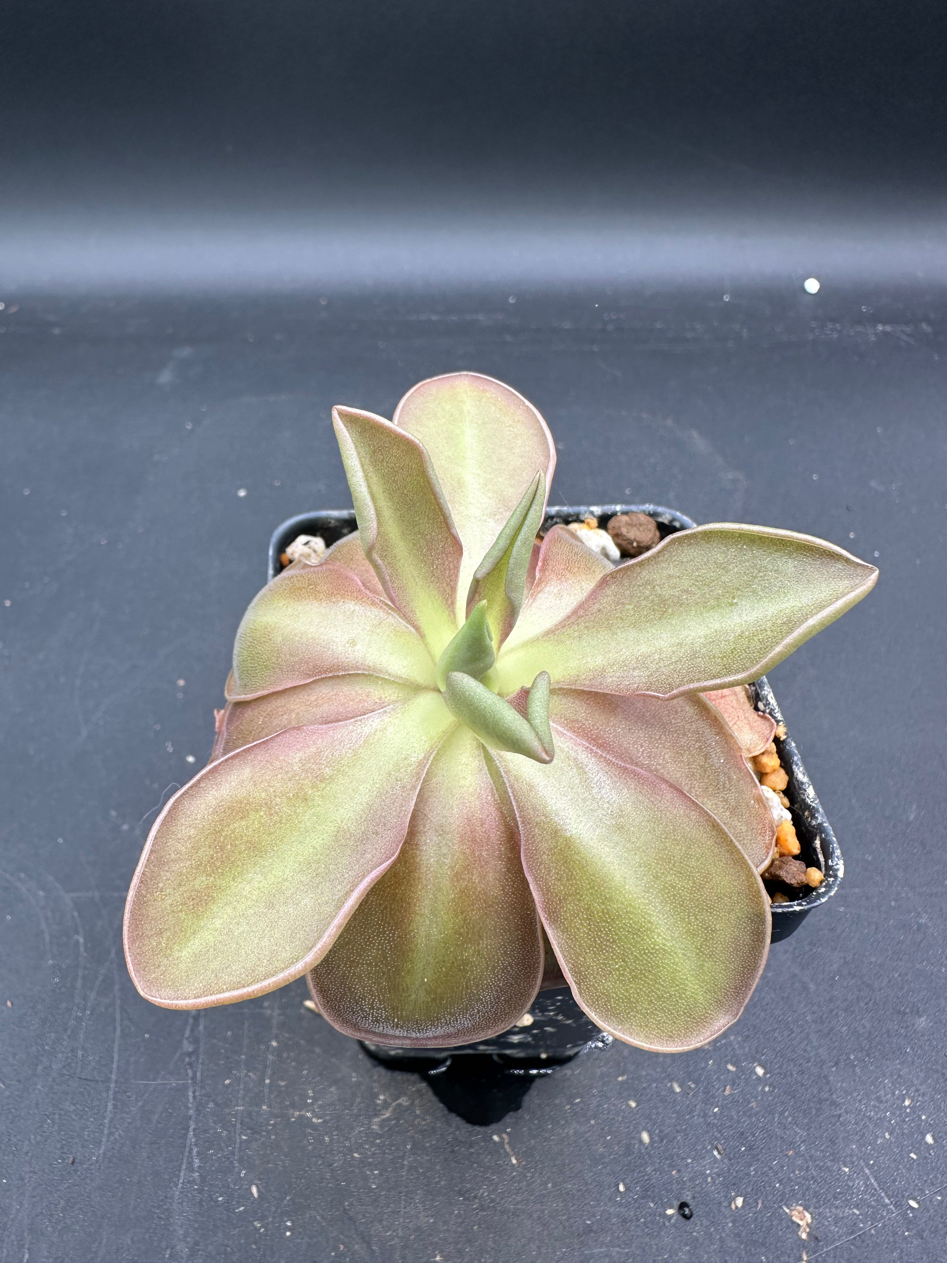 Pinguicula “Wesley’s Spectacular”