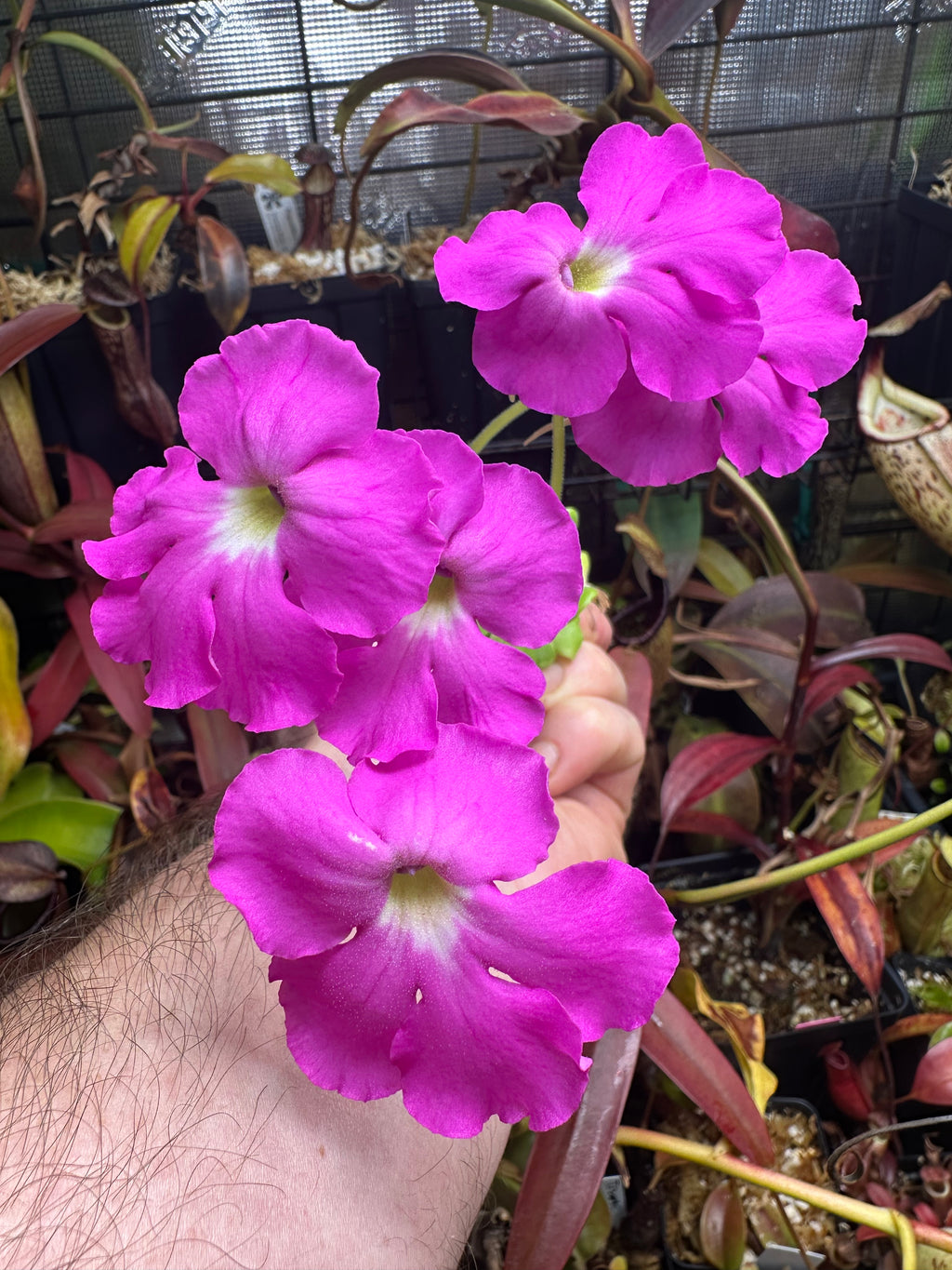 Pinguicula "Pink Moon"