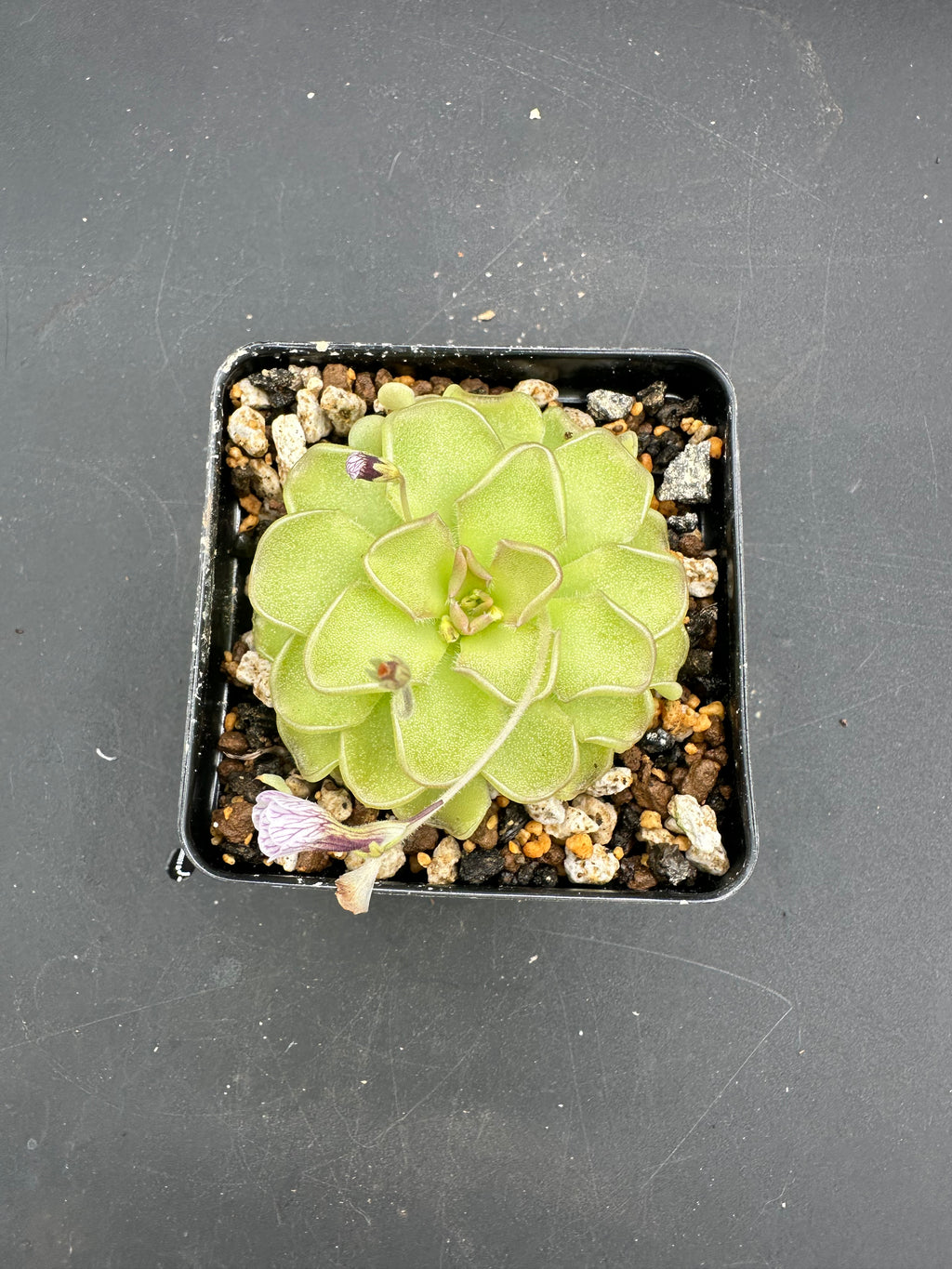 Pinguicula kondoi