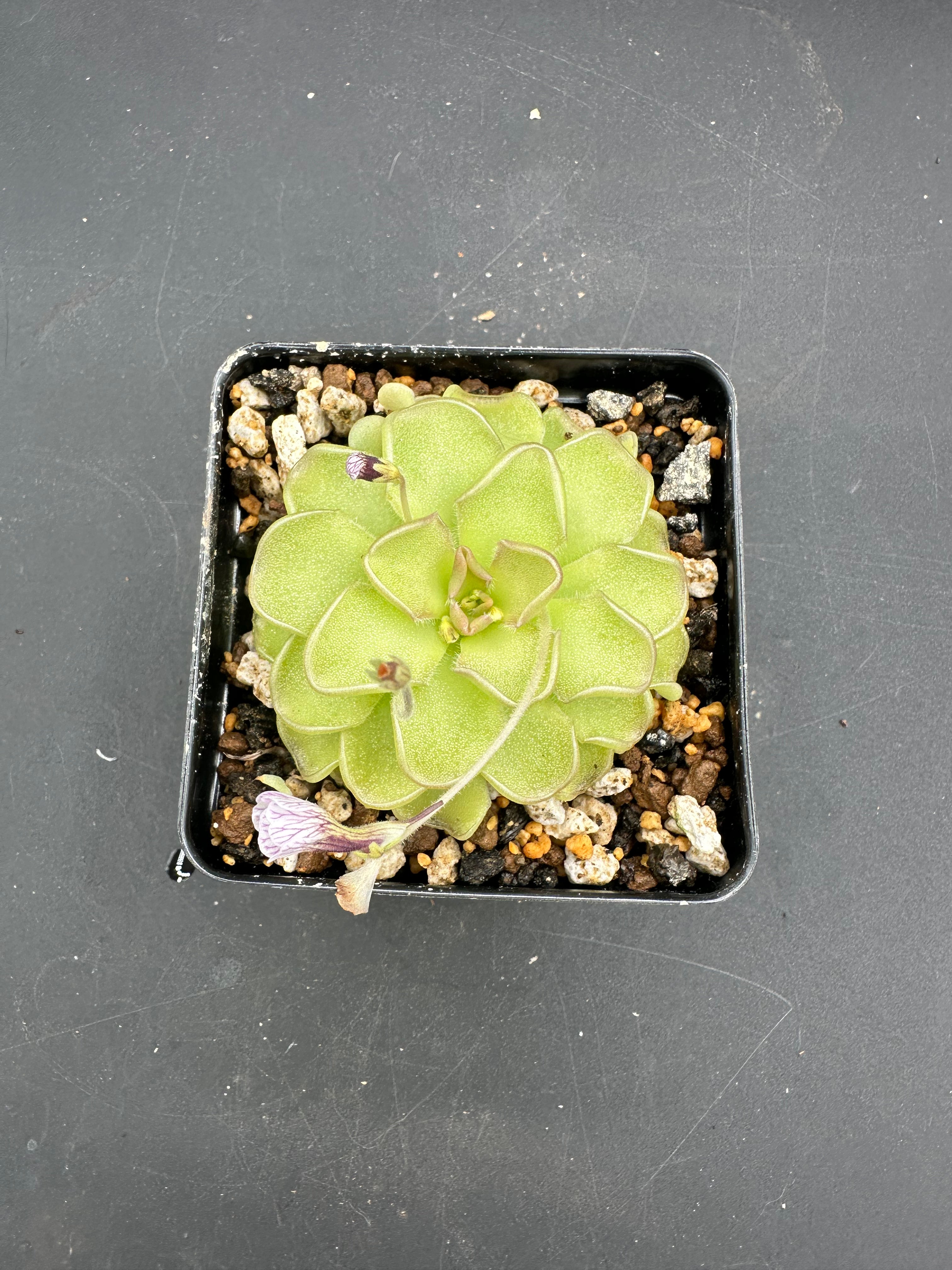 Pinguicula kondoi