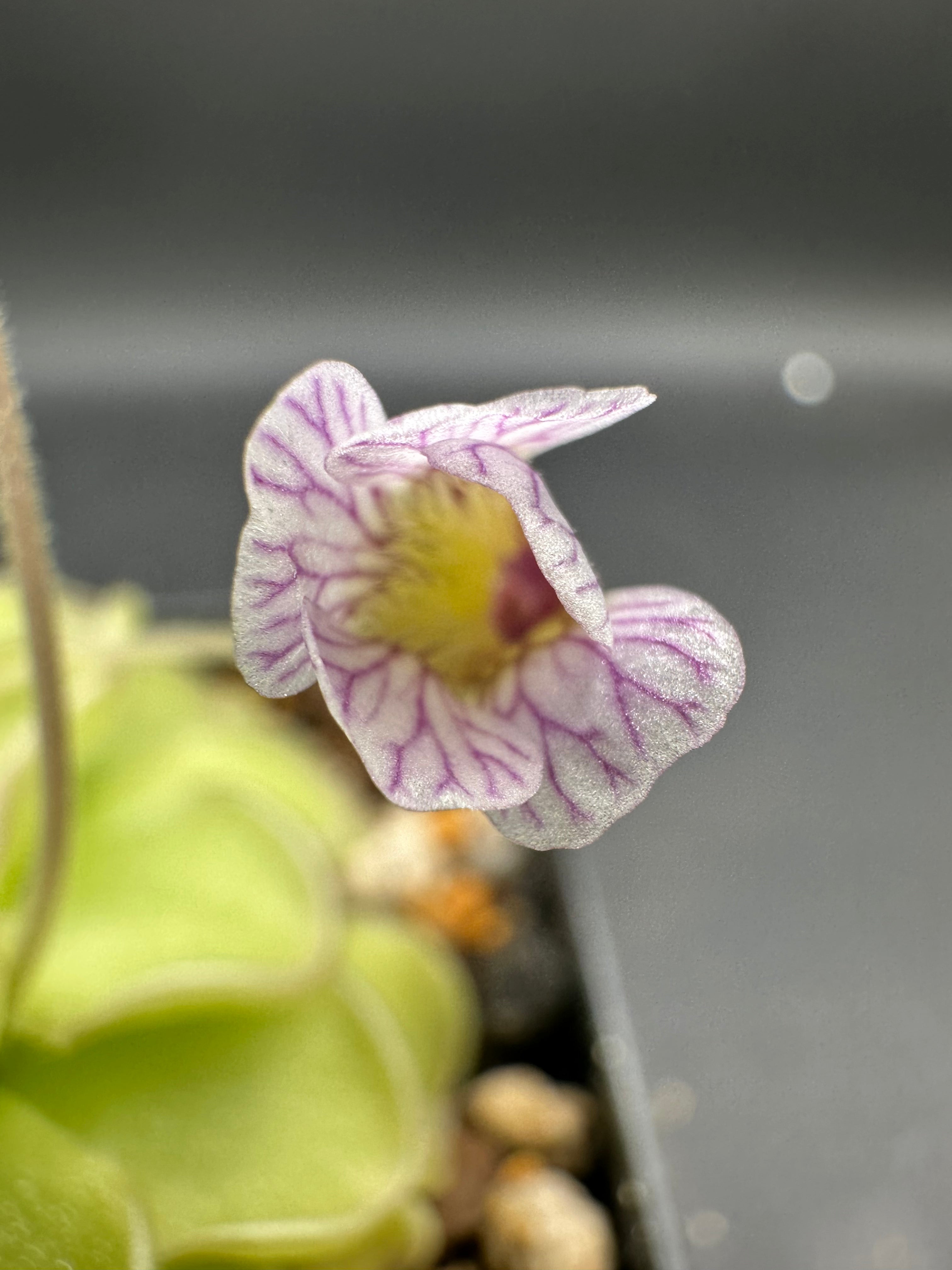 Pinguicula kondoi