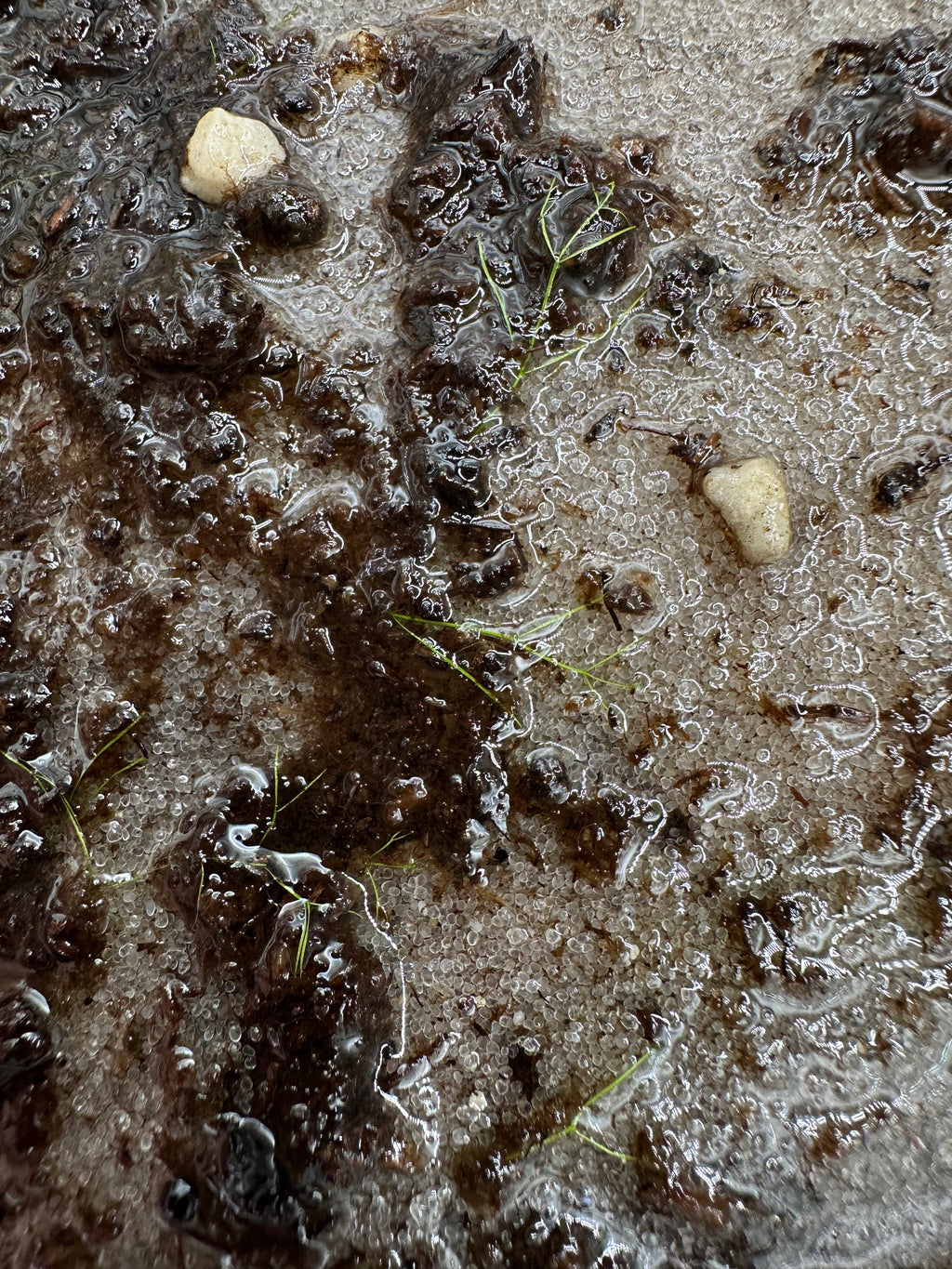 Utricularia biloba (Jibbons Lagoon, S of Sydney, NSW, AUS) seeds 20+