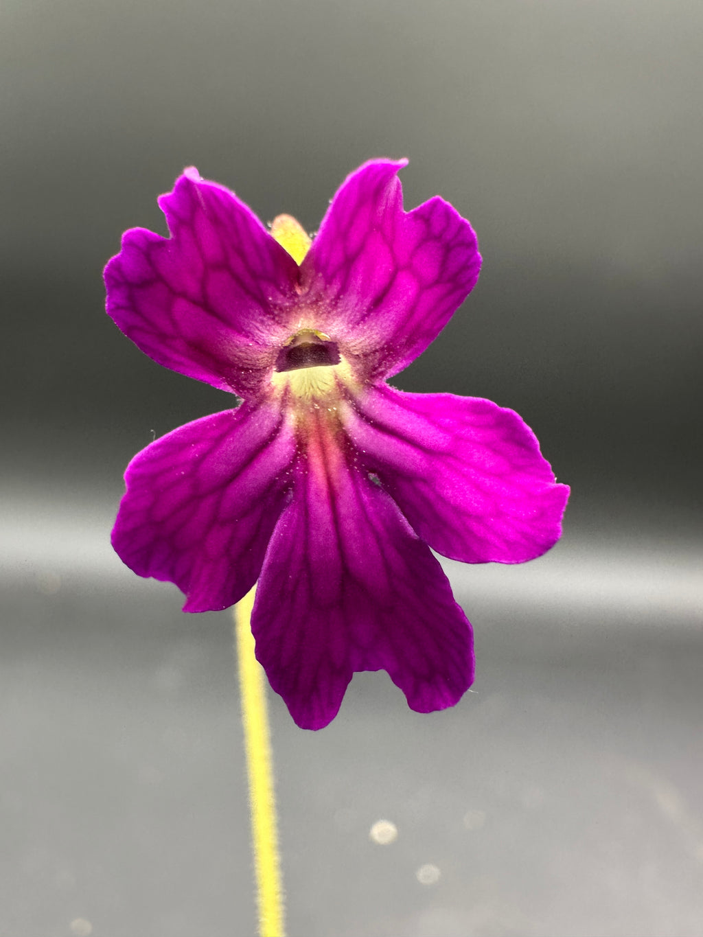 Pinguicula laueana “CP2” x emarginata