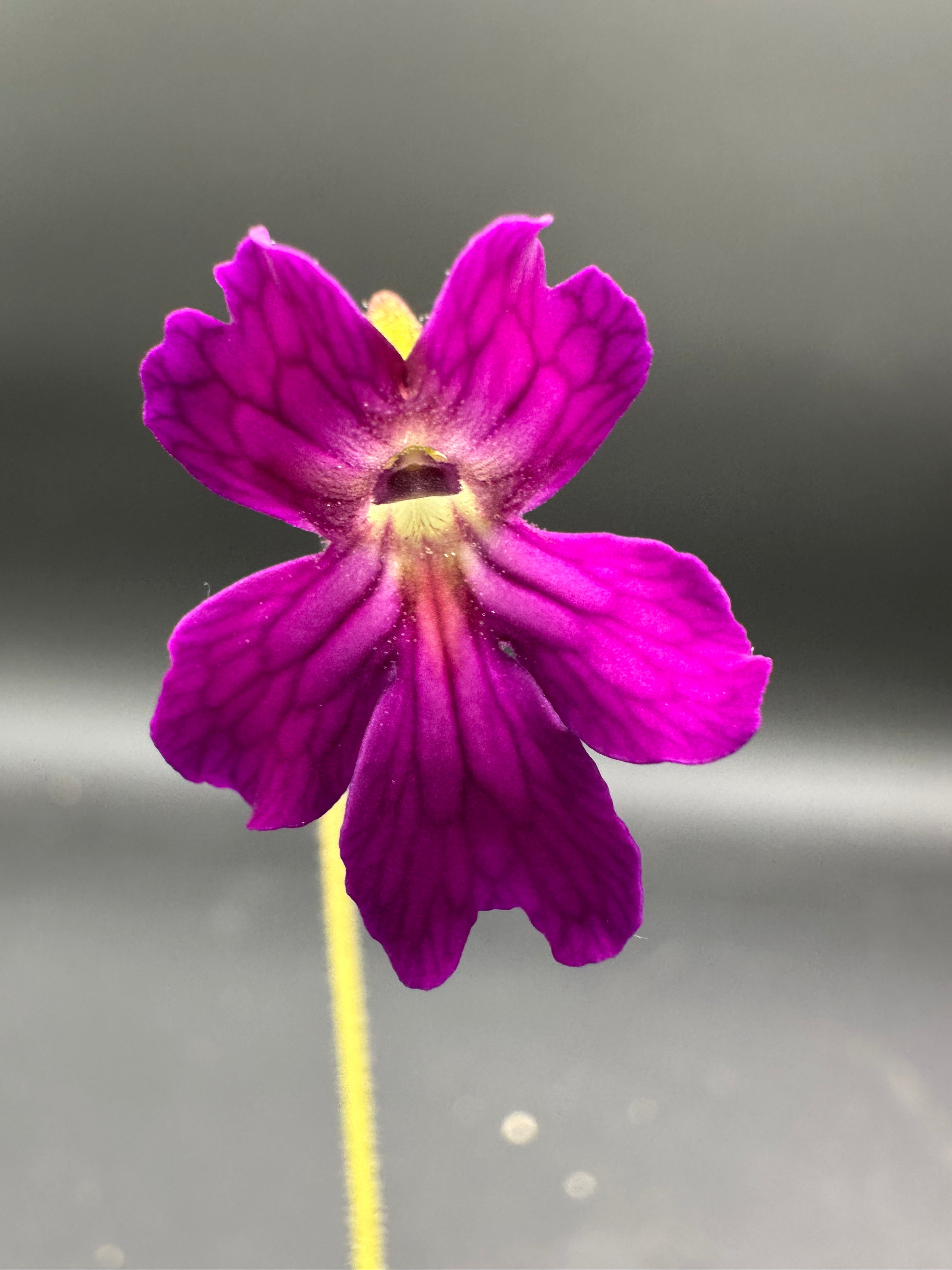Pinguicula laueana “CP2” x emarginata