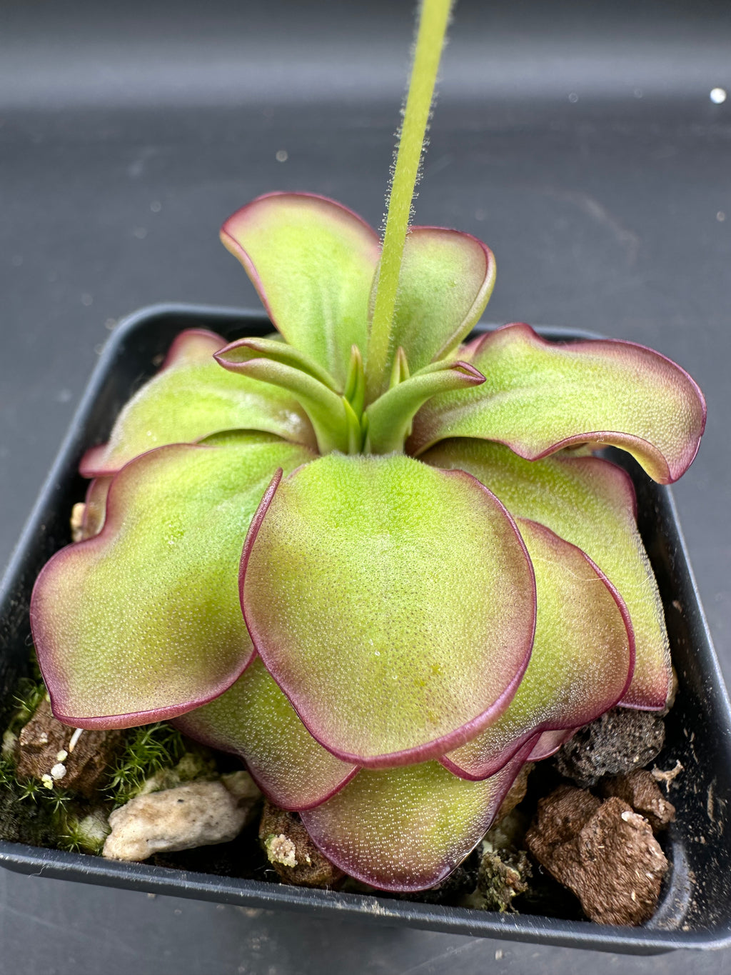 Pinguicula laueana “CP2” x emarginata