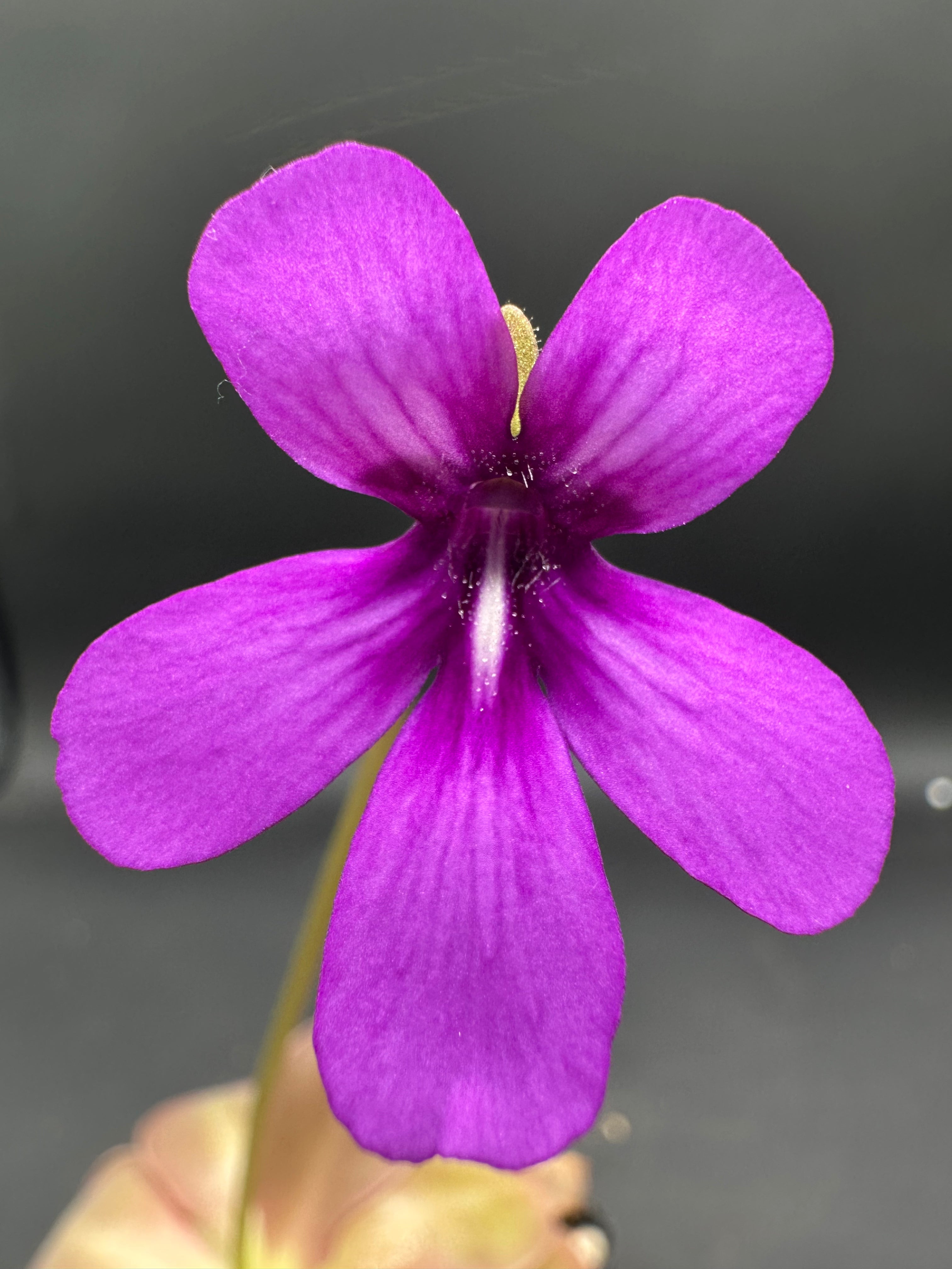 Pinguicula “Wesley’s Spectacular”