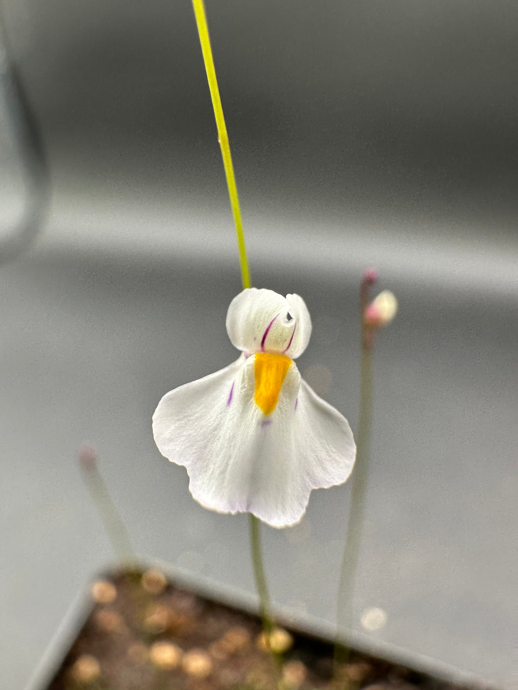 Utricularia laciniata