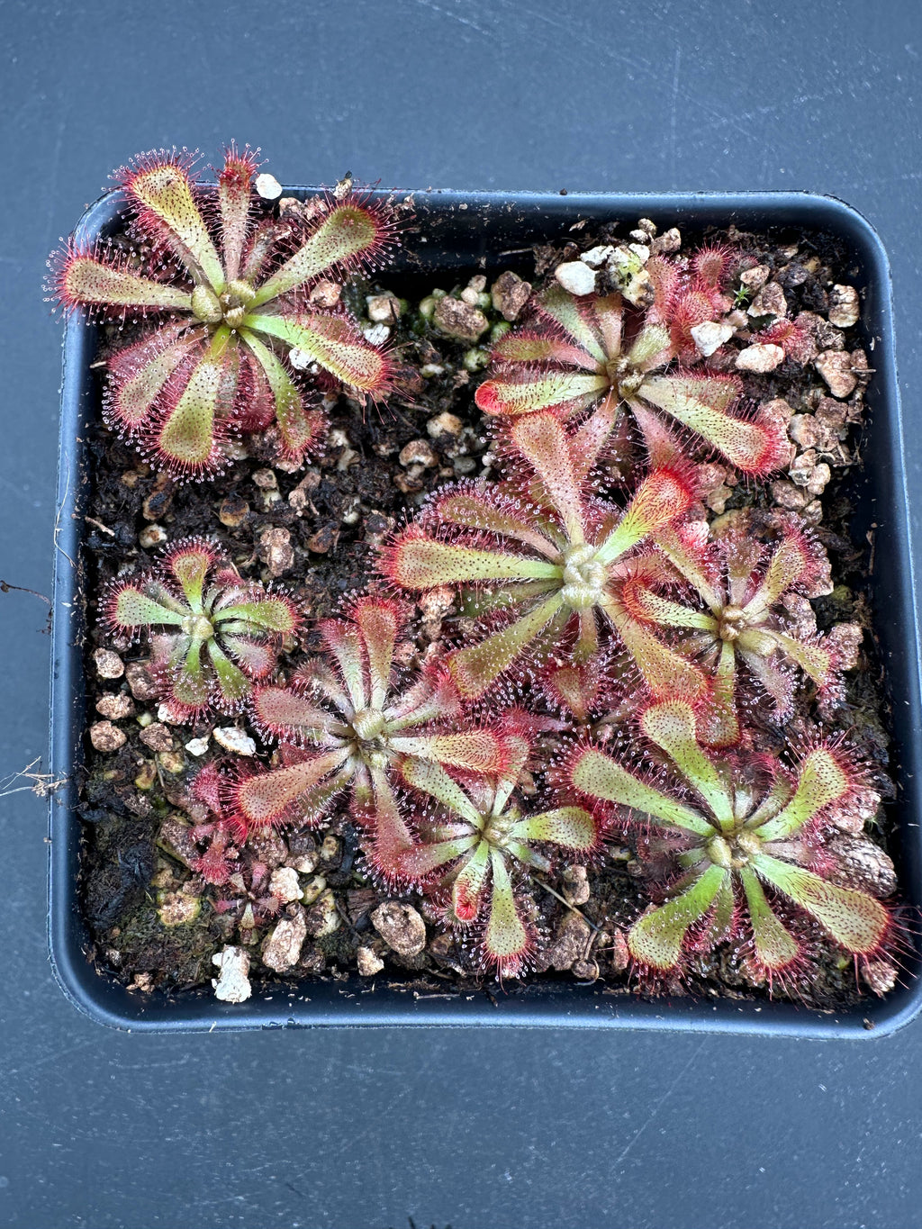 Drosera aliciae (Silvermine, Cape Peninsula, ZAF) ex. Lowrie seed
