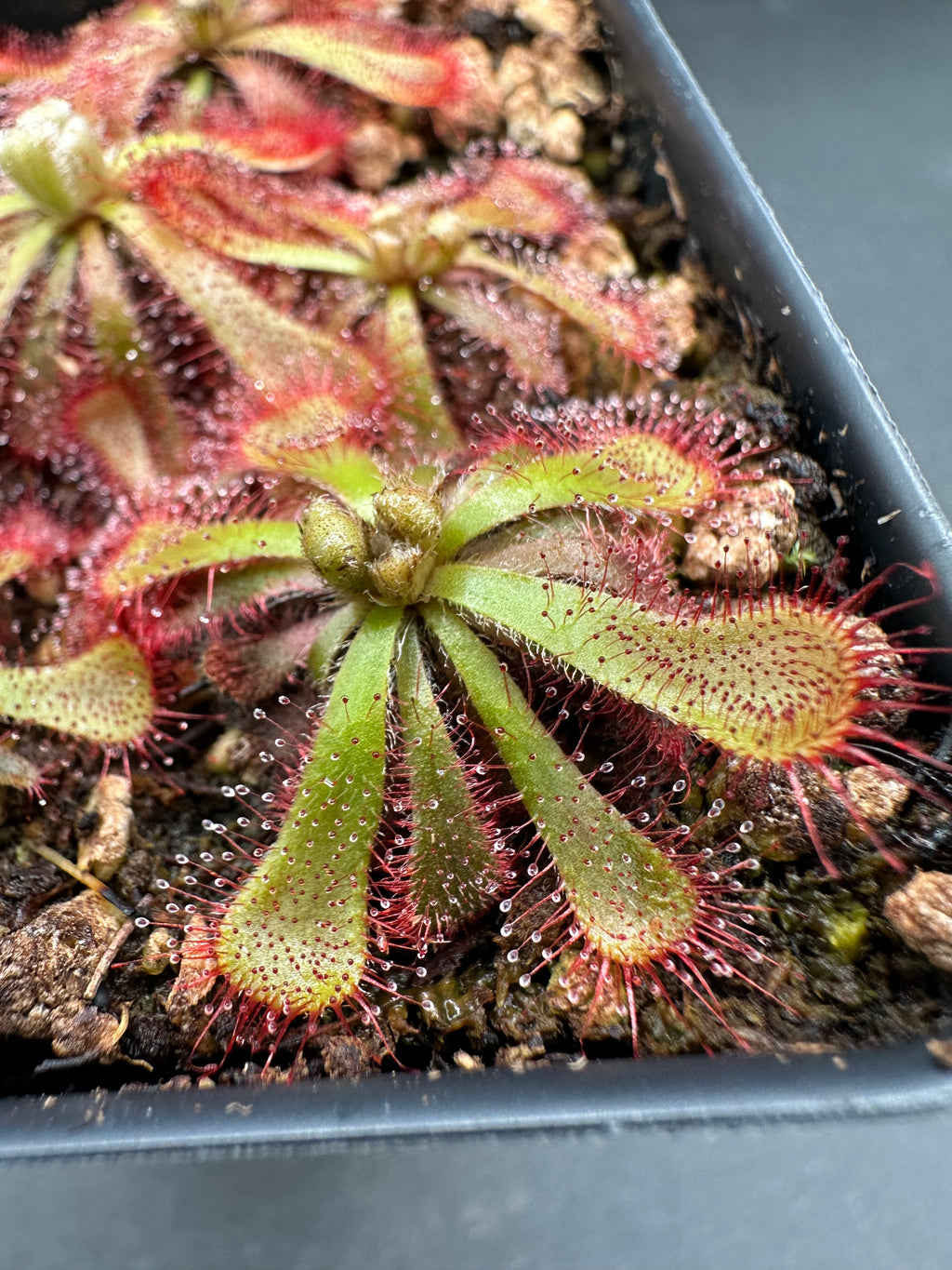 Drosera aliciae (Silvermine, Cape Peninsula, ZAF) ex. Lowrie seed