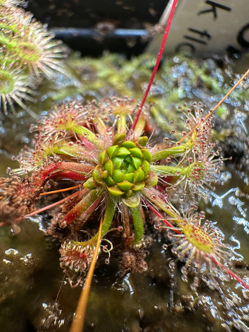 Drosera omissa "pink flower" gemmae
