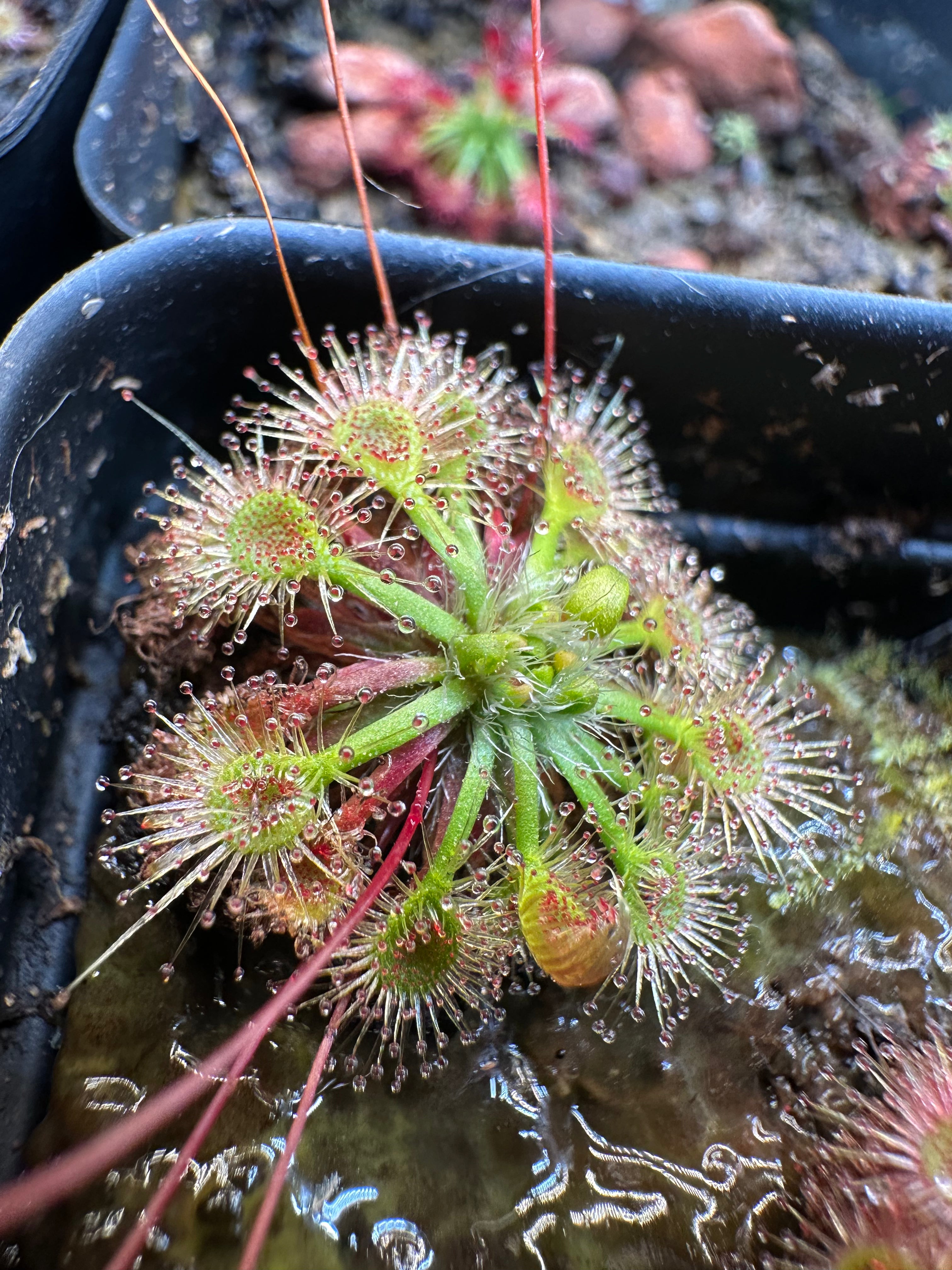 Drosera omissa "pink flower" seeds 25+